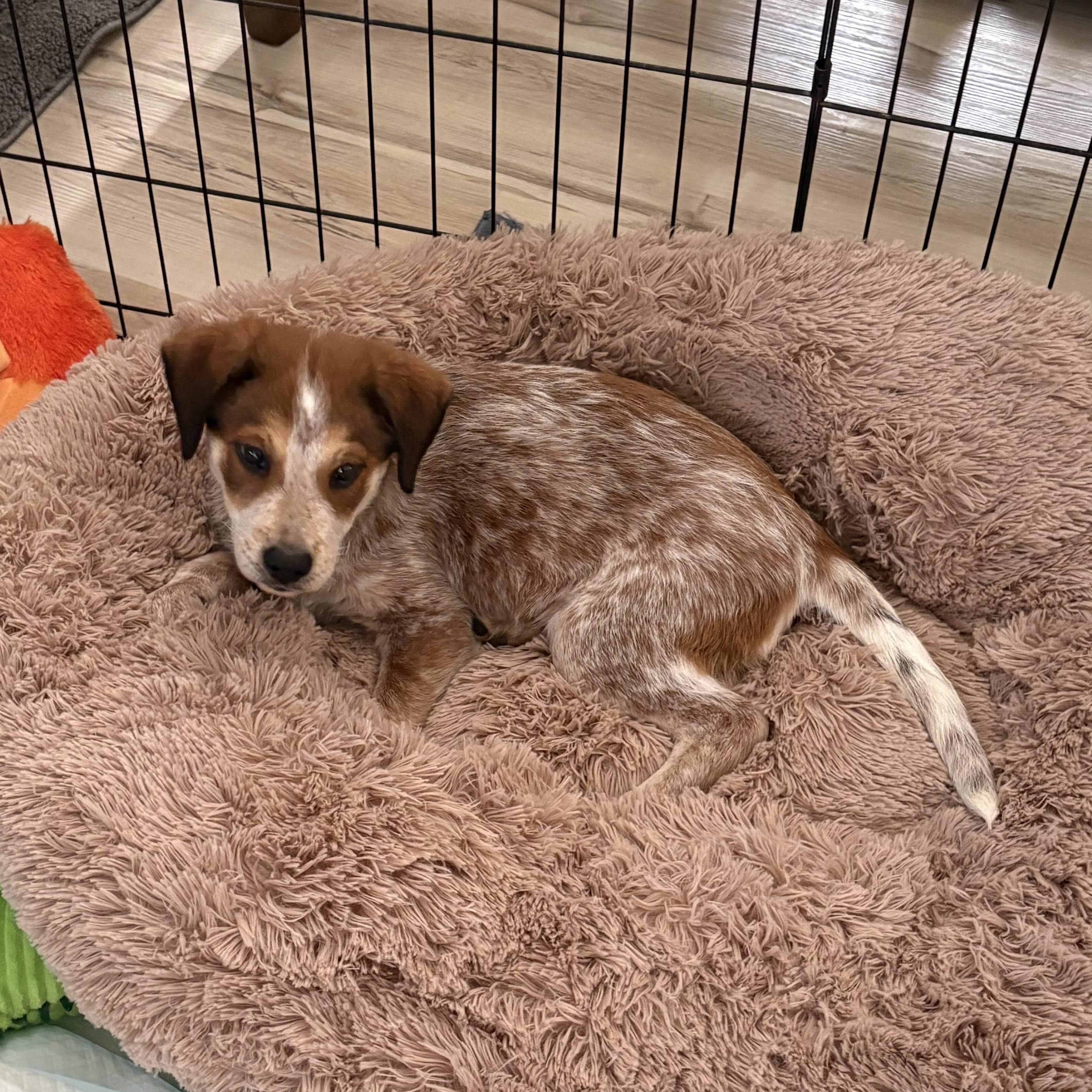 Ginger (Portland, OR), a Adoptable mixed breed in Mount Vernon, WA image 5/6
