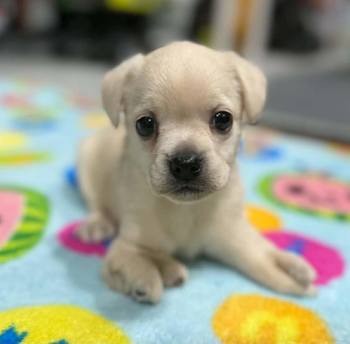 Enlarge Sebastian, a Adoptable mixed breed in Anchorage, AK image 1/1