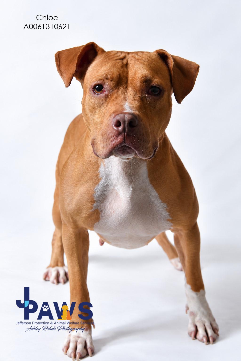 Chloe, Adoptable, Adult Female Pit Bull Terrier.