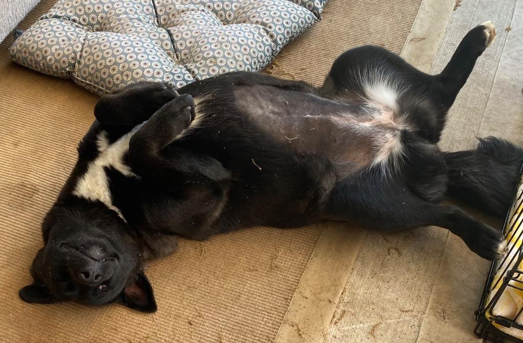 Nikita, Adoptable, Adult Female Shepherd.