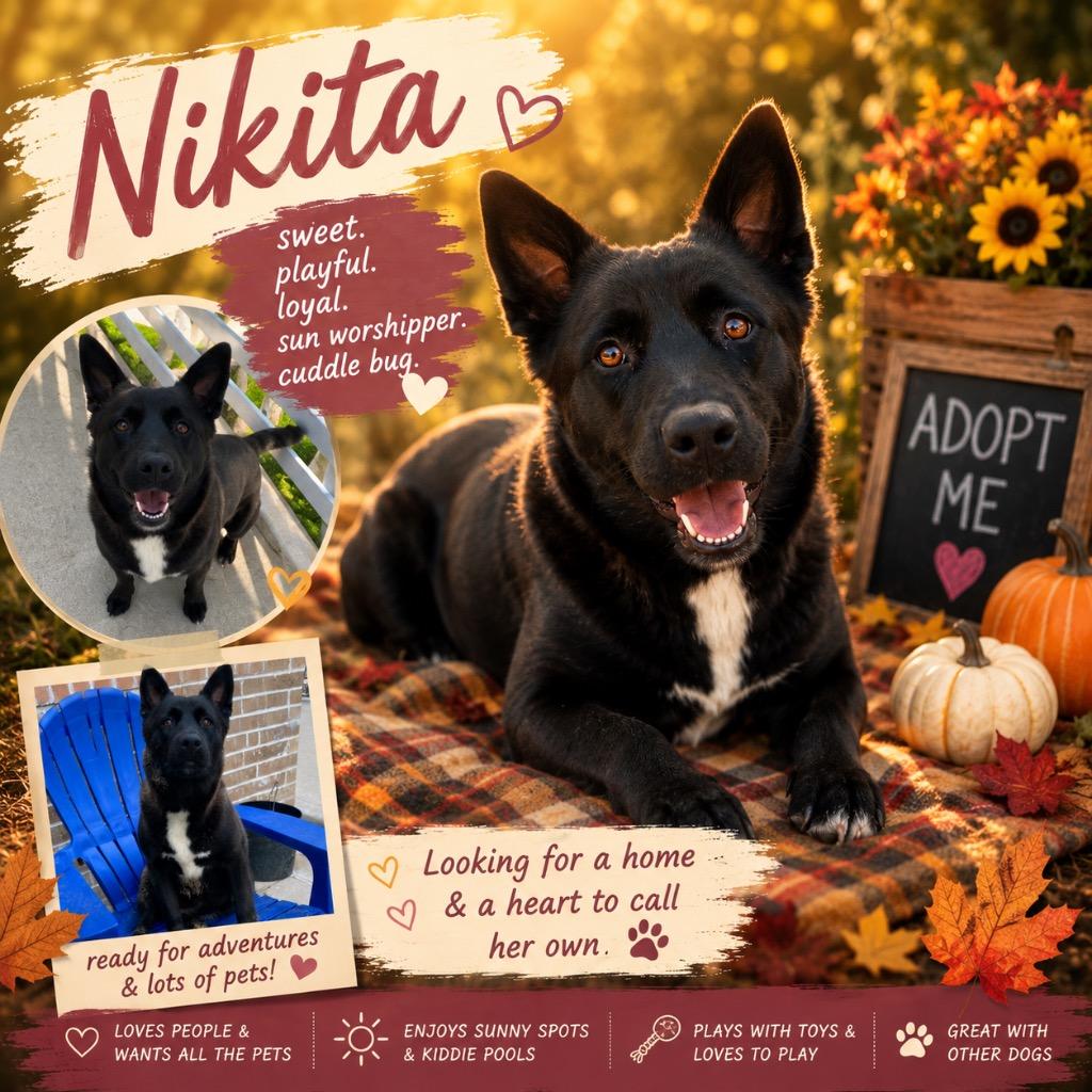 Enlarge Nikita, a Adoptable mixed breed in Spring, TX image 2/6