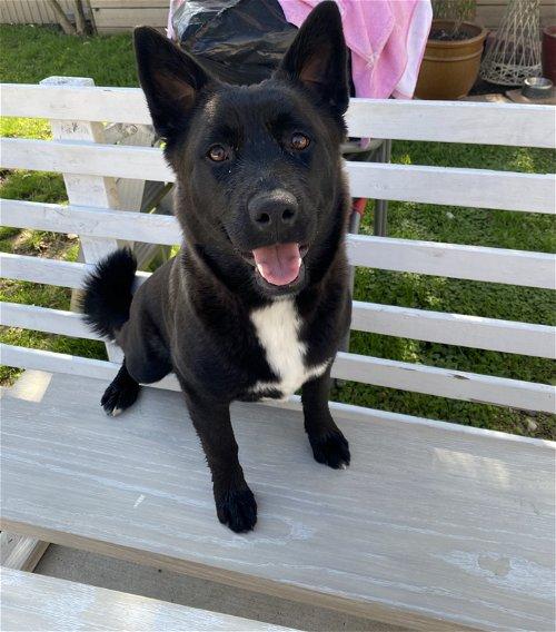 Enlarge Nikita, a Adoptable mixed breed in Spring, TX image 2/6