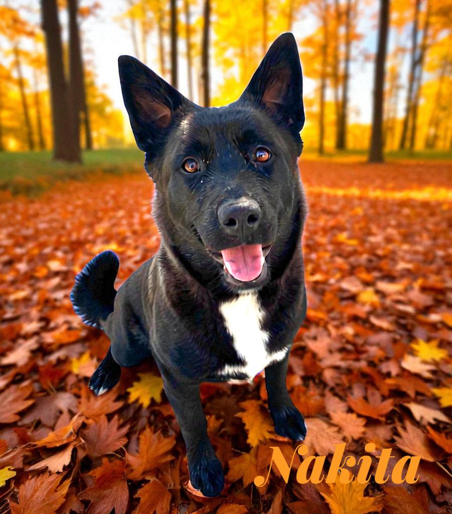 Nikita, a Adoptable mixed breed in Spring, TX image 3/6