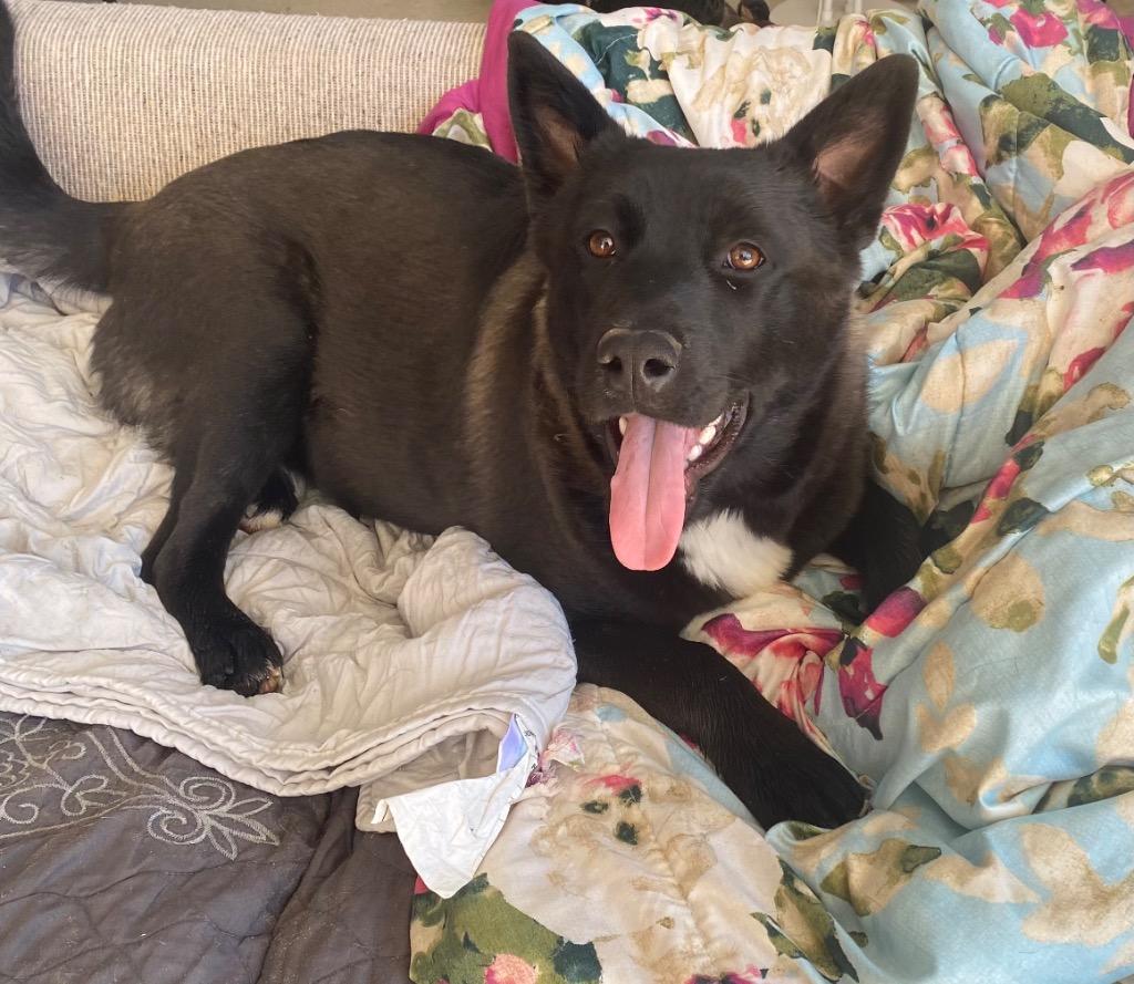 Enlarge Nikita, a Adoptable mixed breed in Spring, TX image 3/6