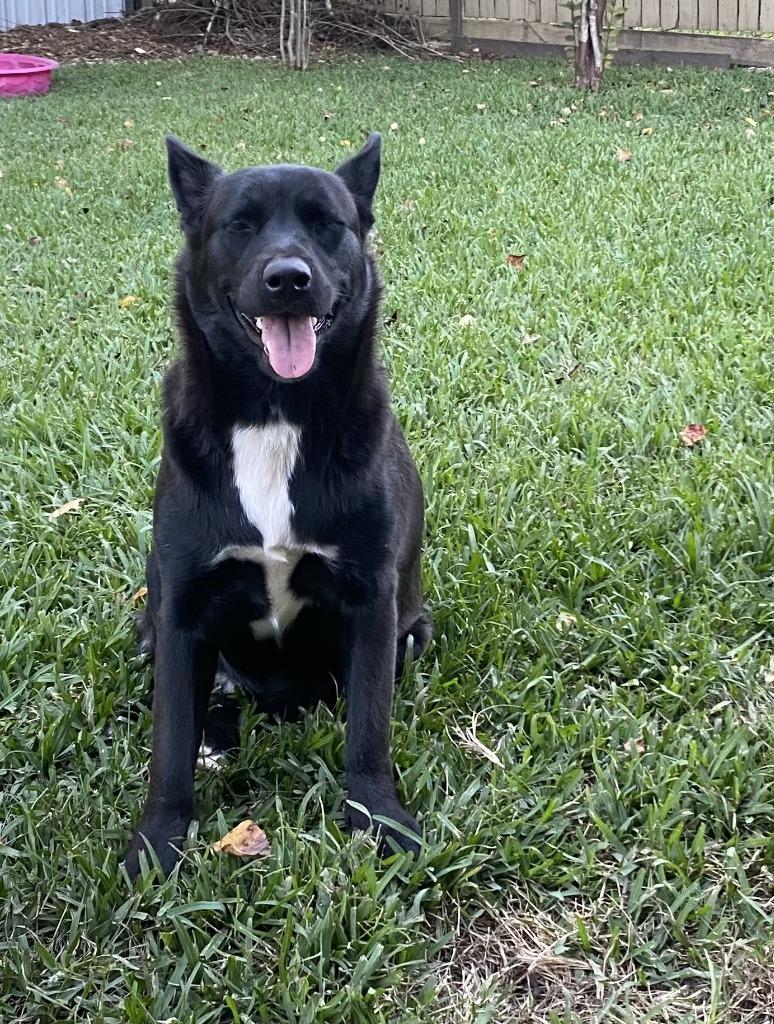 Enlarge Nikita, a Adoptable mixed breed in Spring, TX image 4/6