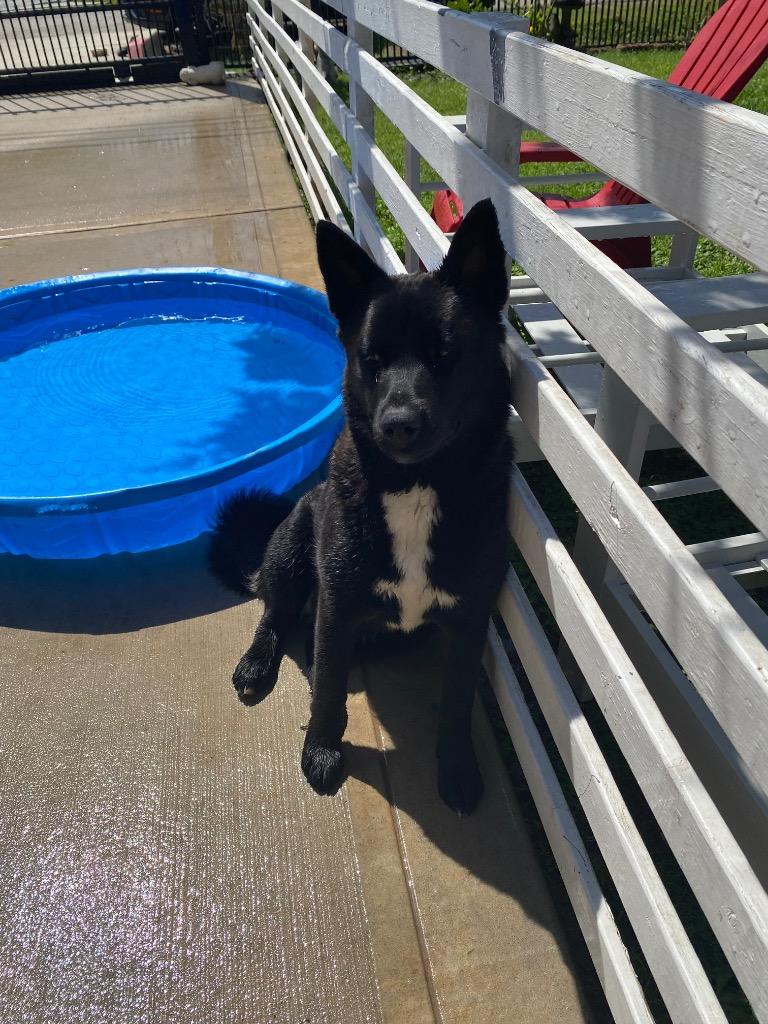 Enlarge Nikita, a Adoptable mixed breed in Spring, TX image 5/6