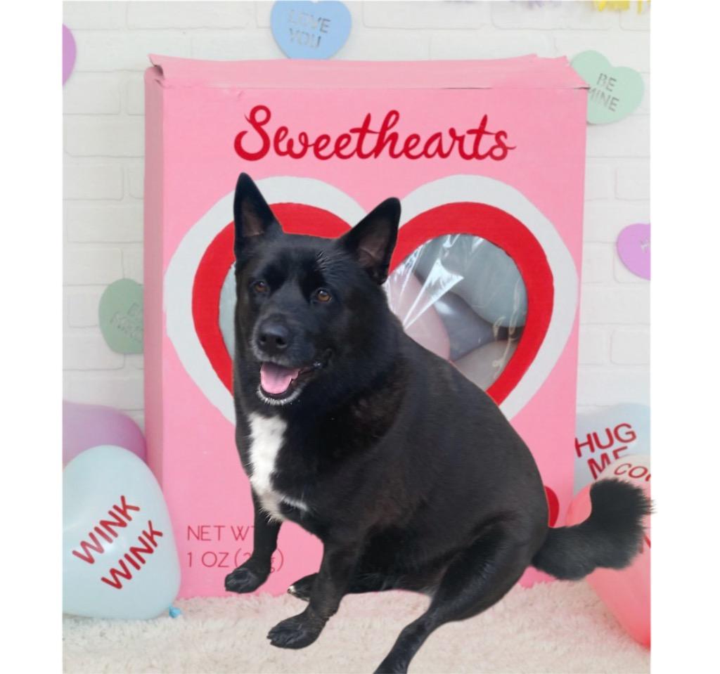 Nikita, a Adoptable mixed breed in Spring, TX image 6/6