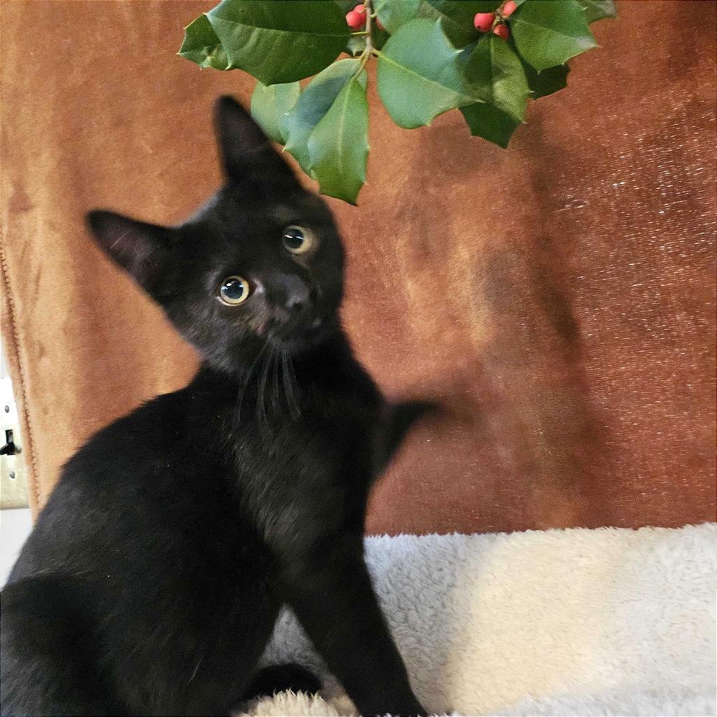 Lazarus, a Adoptable Domestic Medium Hair in Evansville, IN image 1/3