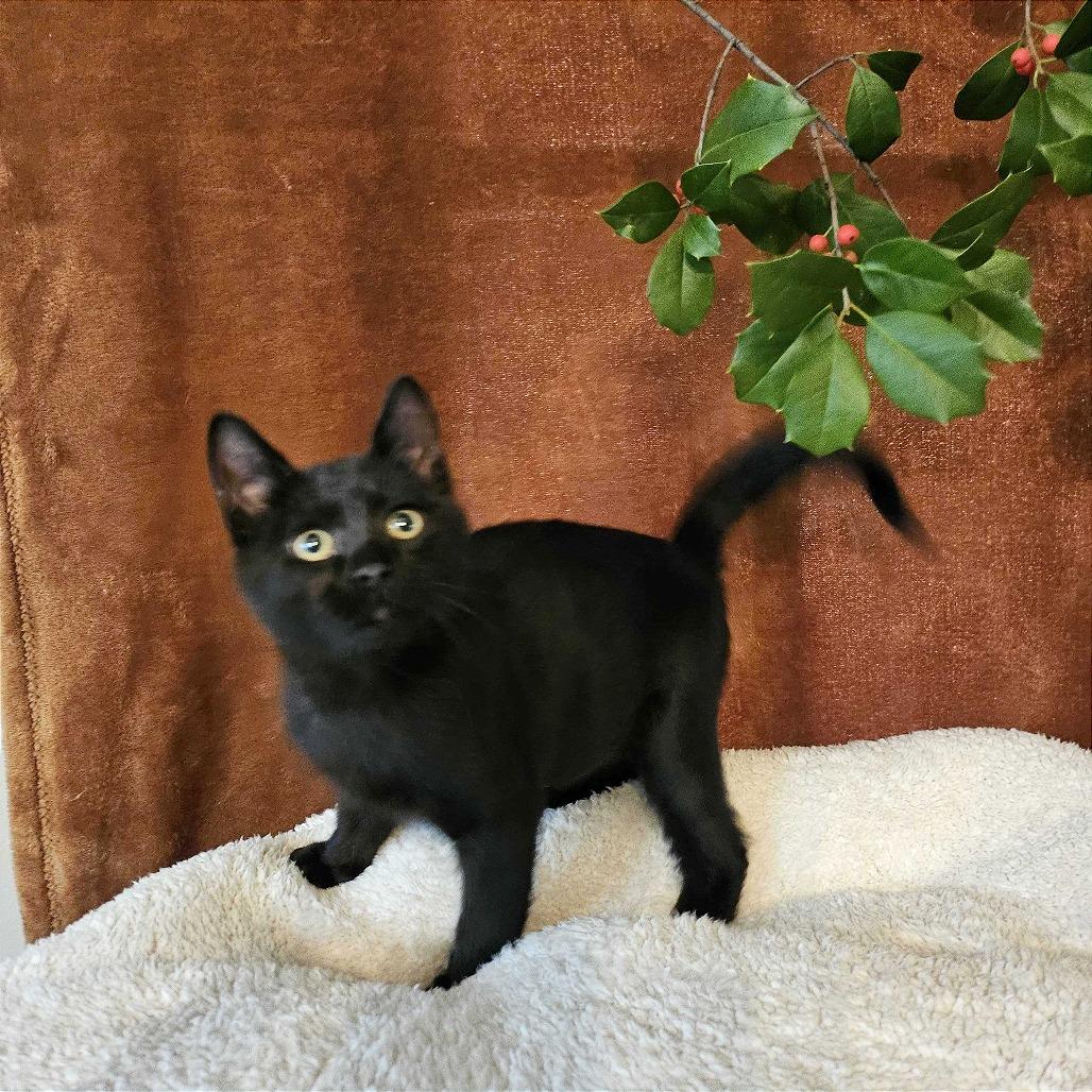 Lazarus, a Adoptable Domestic Medium Hair in Evansville, IN image 3/3