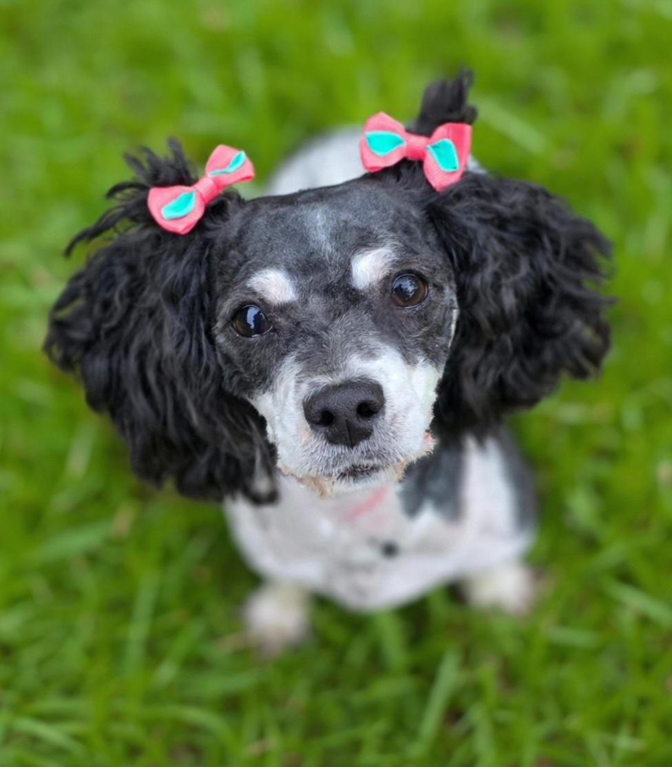 Zosha, ADOPTABLE, Young Female Poodle & Shih poo.