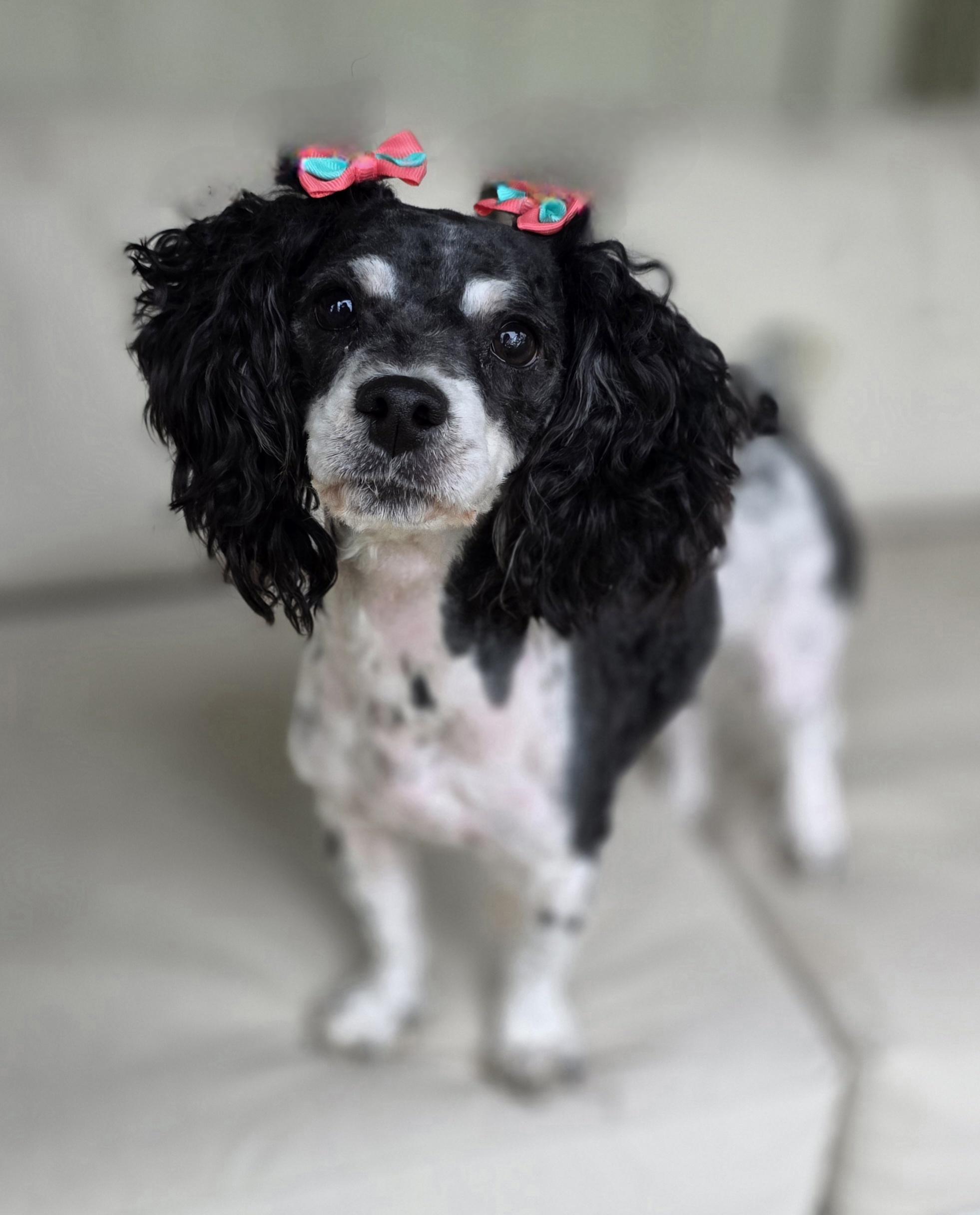 Enlarge Zosha, a ADOPTABLE mixed breed in Clovis, CA image 2/3