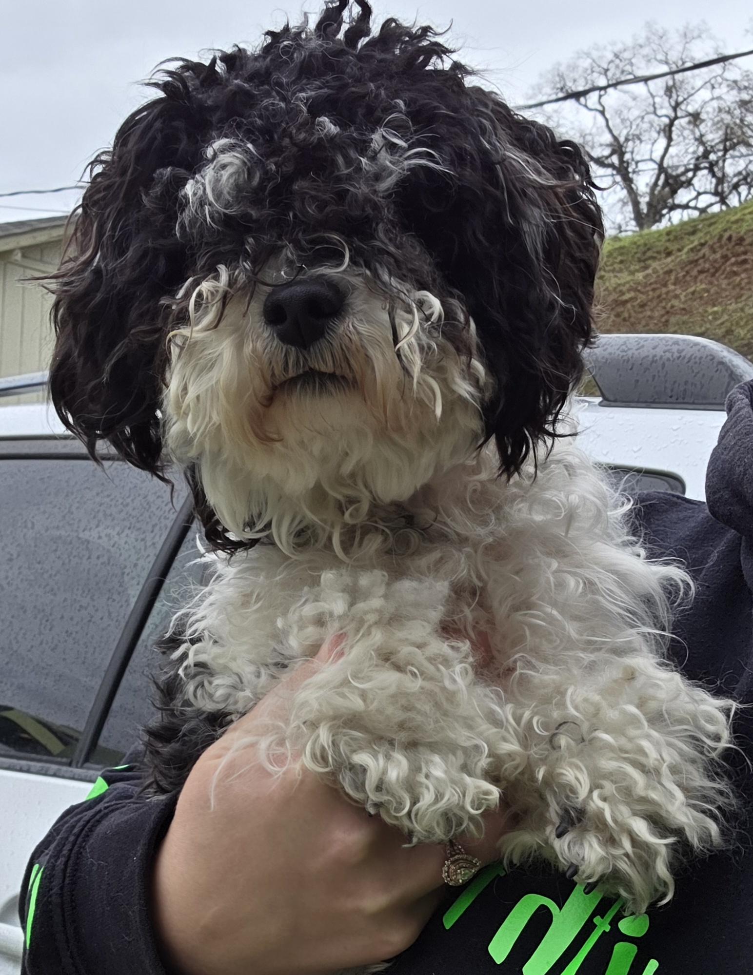 Enlarge Zosha, a ADOPTABLE mixed breed in Clovis, CA image 3/3