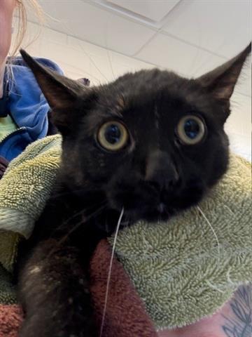 Enlarge ECHO, a Adoptable Domestic Short Hair in Brighton, CO image 1/1