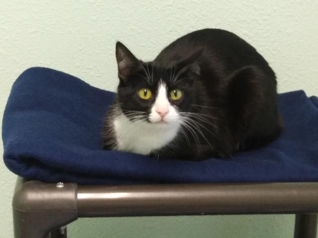 Enlarge Sable, a ADOPTABLE Domestic Short Hair in Libby, MT image 2/4