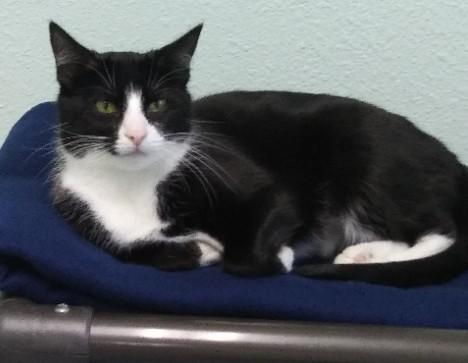 Enlarge Sable, a ADOPTABLE Domestic Short Hair in Libby, MT image 3/4