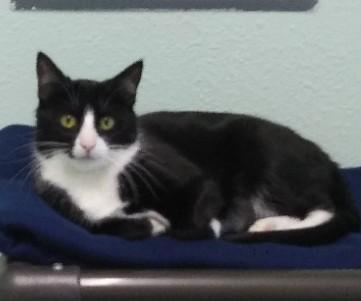 Enlarge Sable, a ADOPTABLE Domestic Short Hair in Libby, MT image 1/4