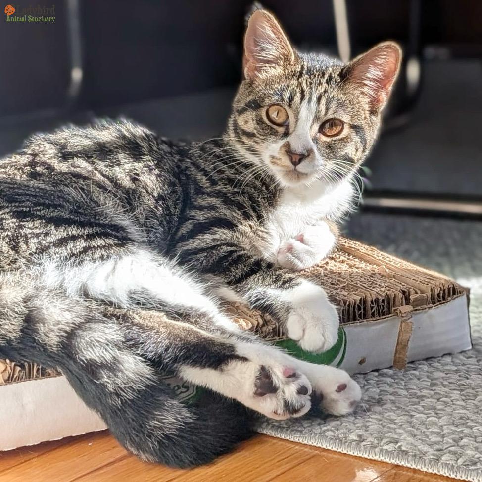 Enlarge Cricket (bonded to Spark), a Adoptable mixed breed in Hamilton, ON image 1/6