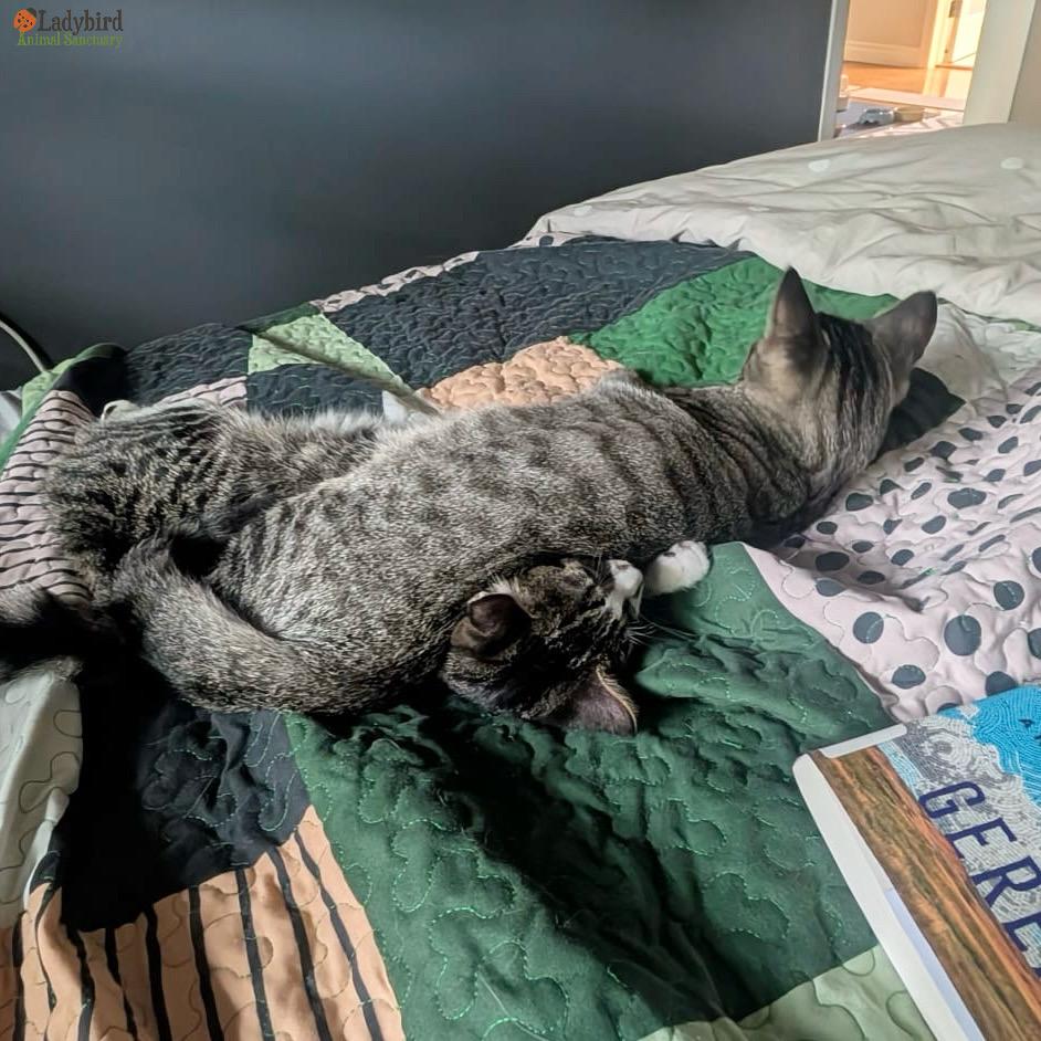 Enlarge Cricket (bonded to Spark), a Adoptable mixed breed in Hamilton, ON image 5/6