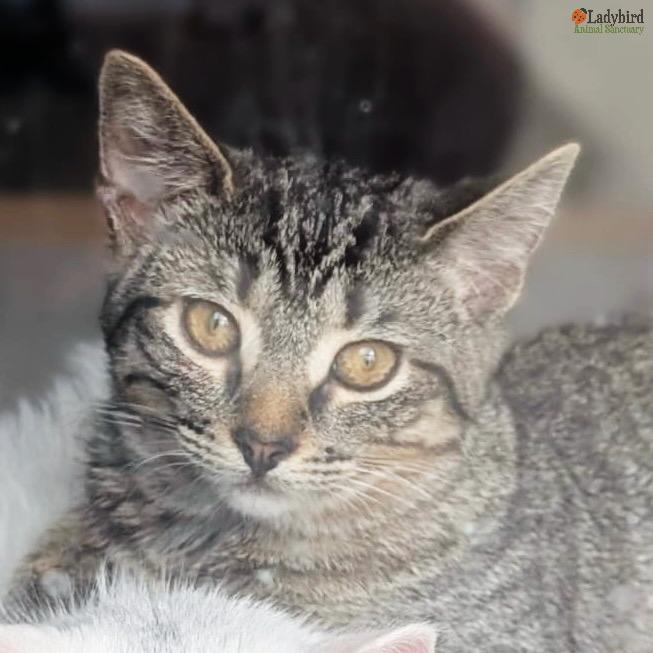 Enlarge Cricket (bonded to Spark), a Adoptable mixed breed in Hamilton, ON image 2/6