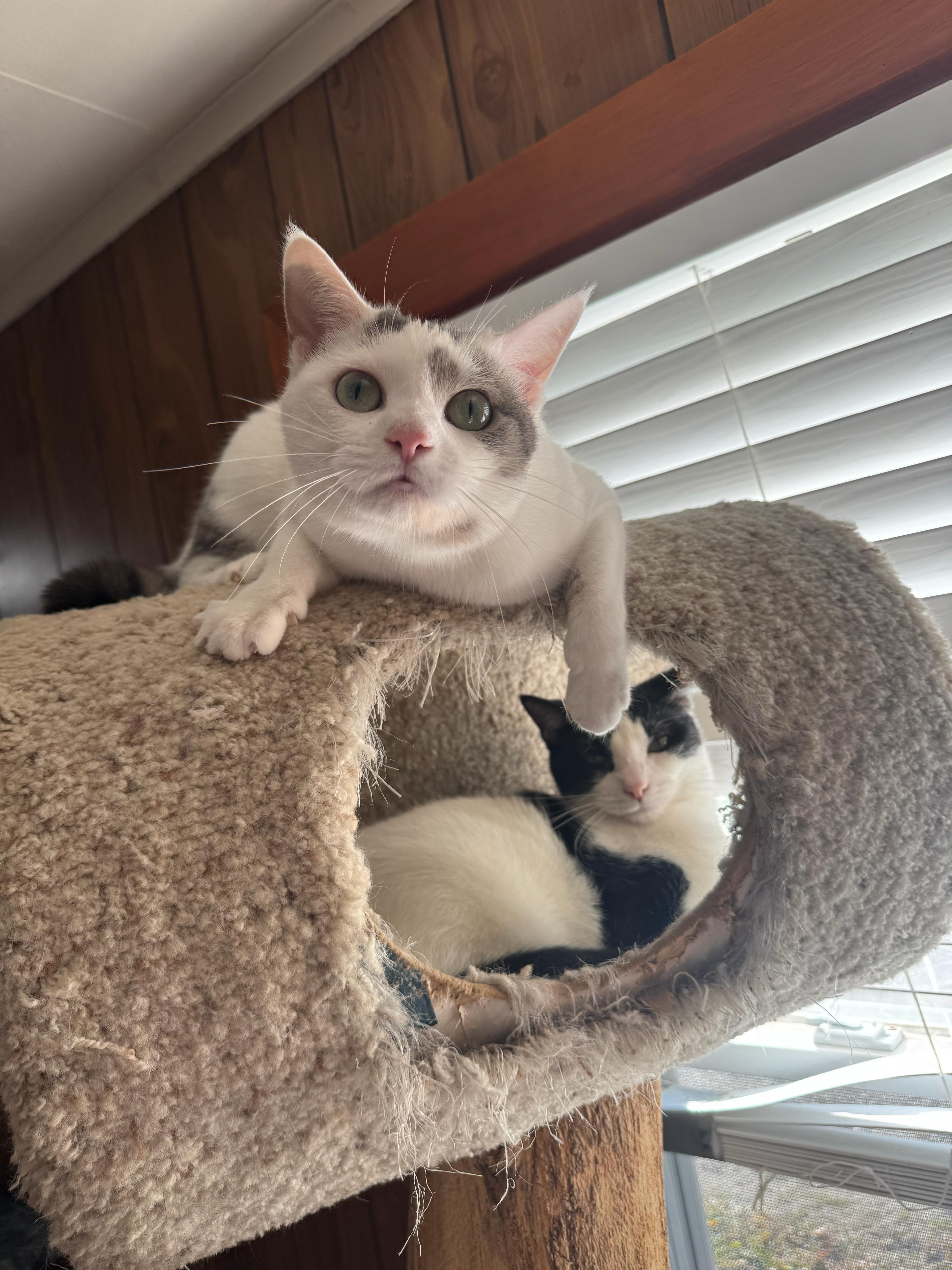 Cool Whip, Adoptable, Young Female Domestic Short Hair.