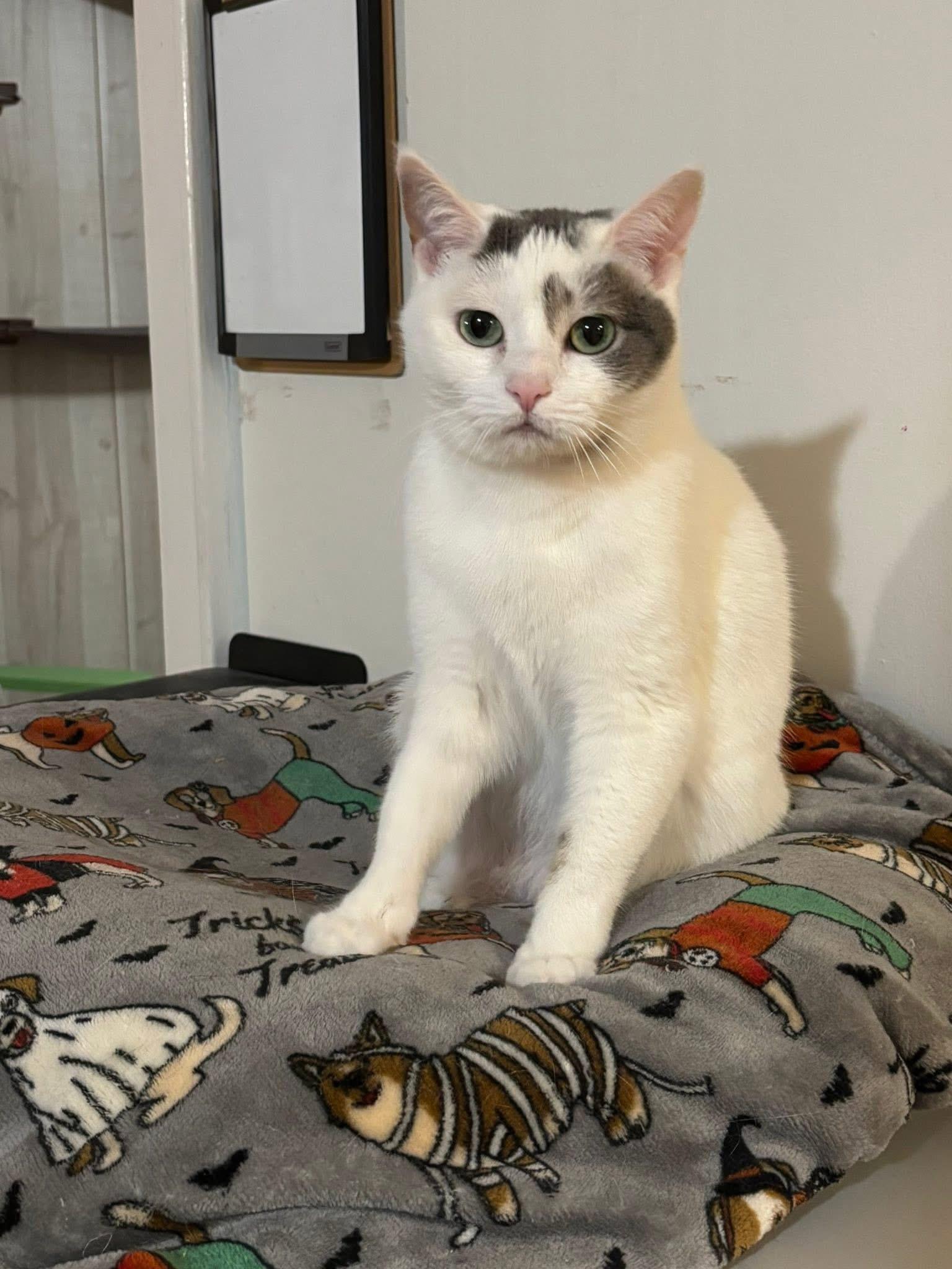 Cool Whip, a Adoptable Domestic Short Hair in Oak Forest, IL image 5/6