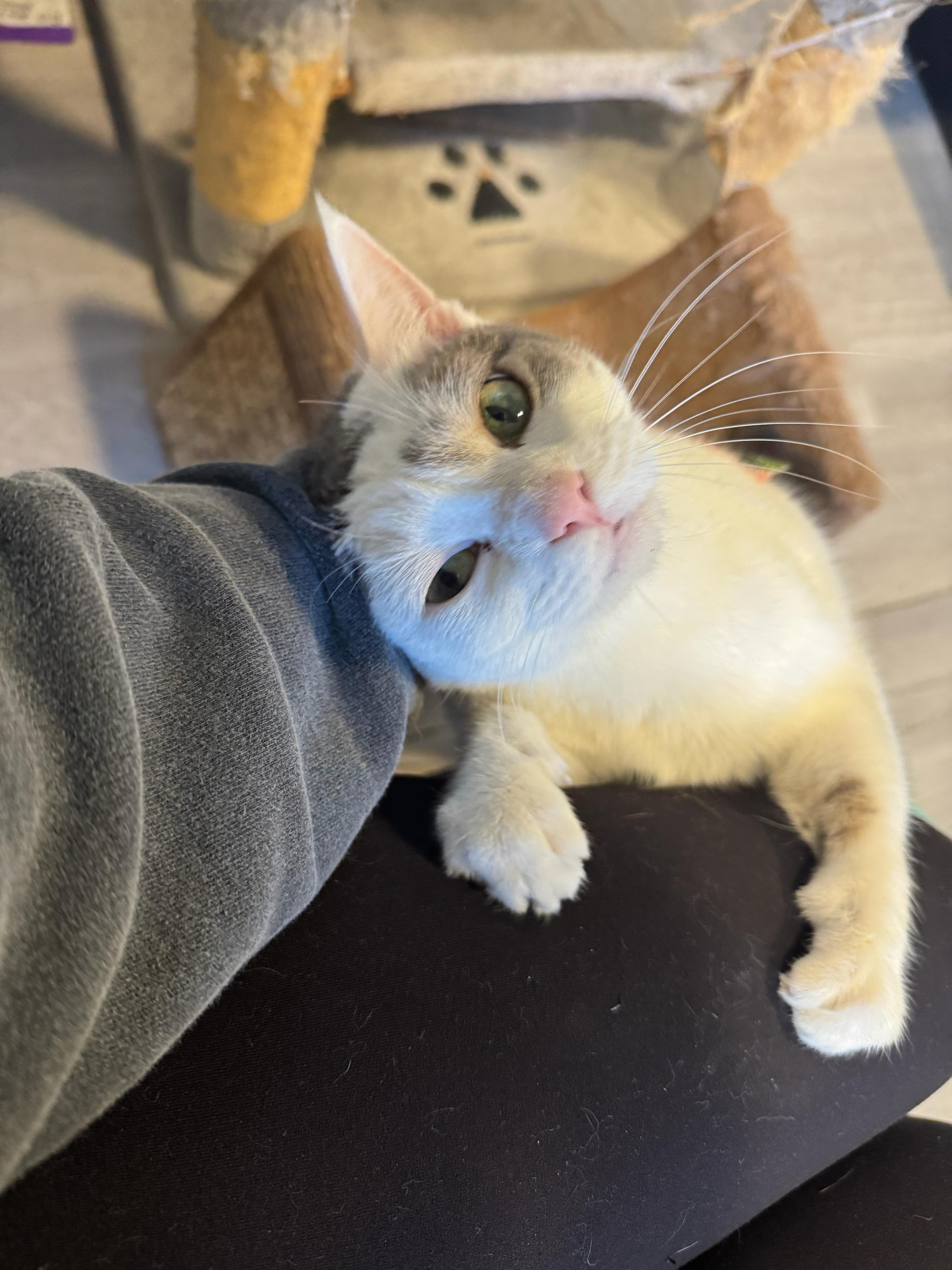 Cool Whip, a Adoptable Domestic Short Hair in Oak Forest, IL image 2/5