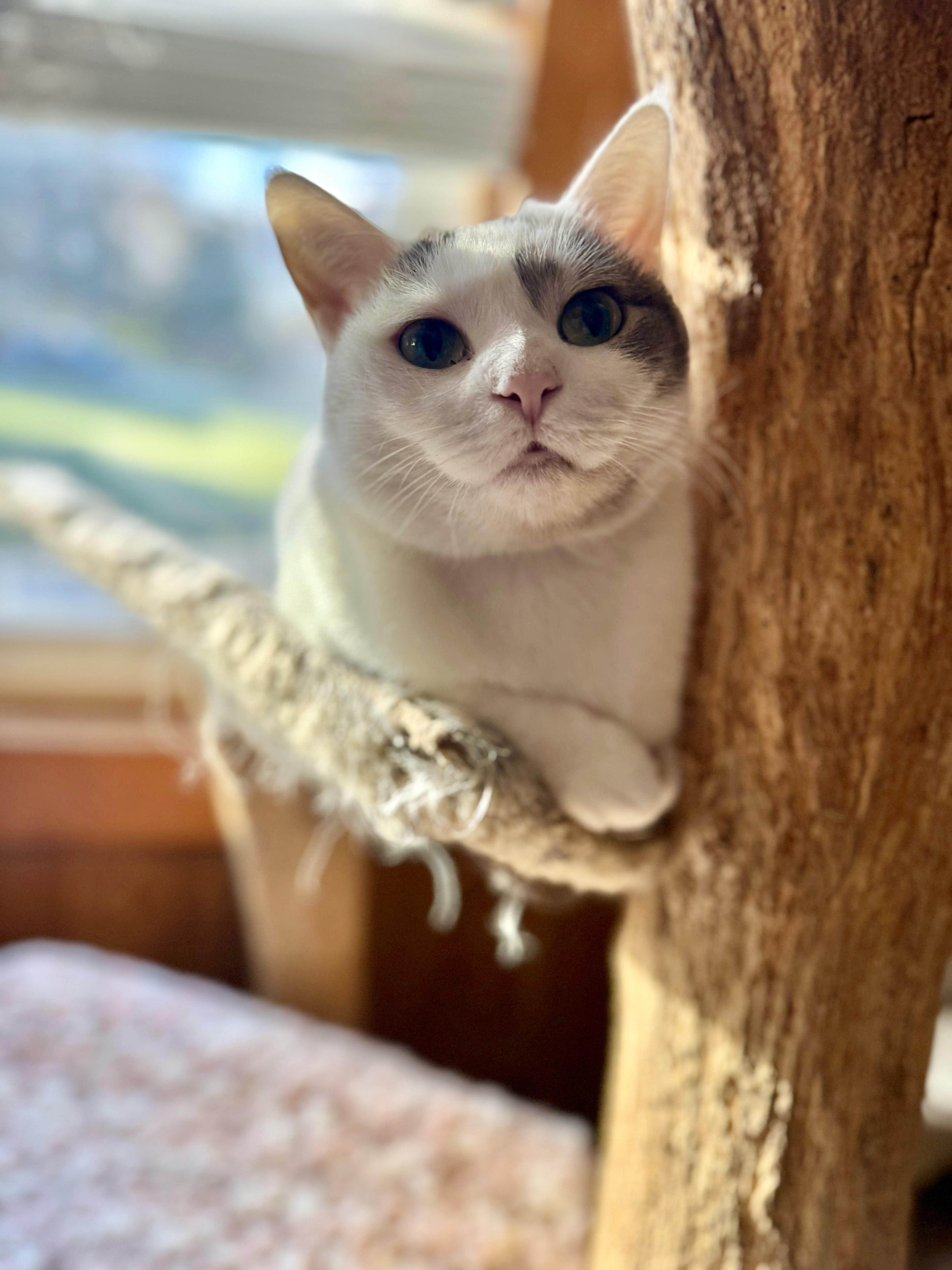 Cool Whip, Adoptable, Young Female Domestic Short Hair.