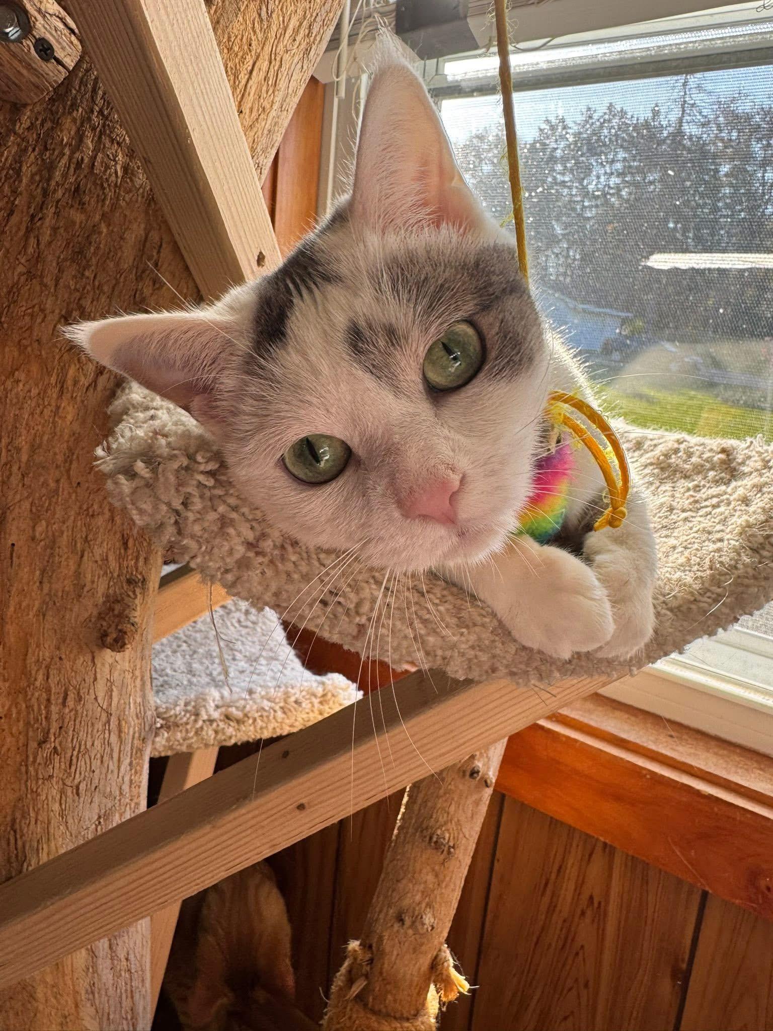 Cool Whip, a Adoptable Domestic Short Hair in Oak Forest, IL image 4/5