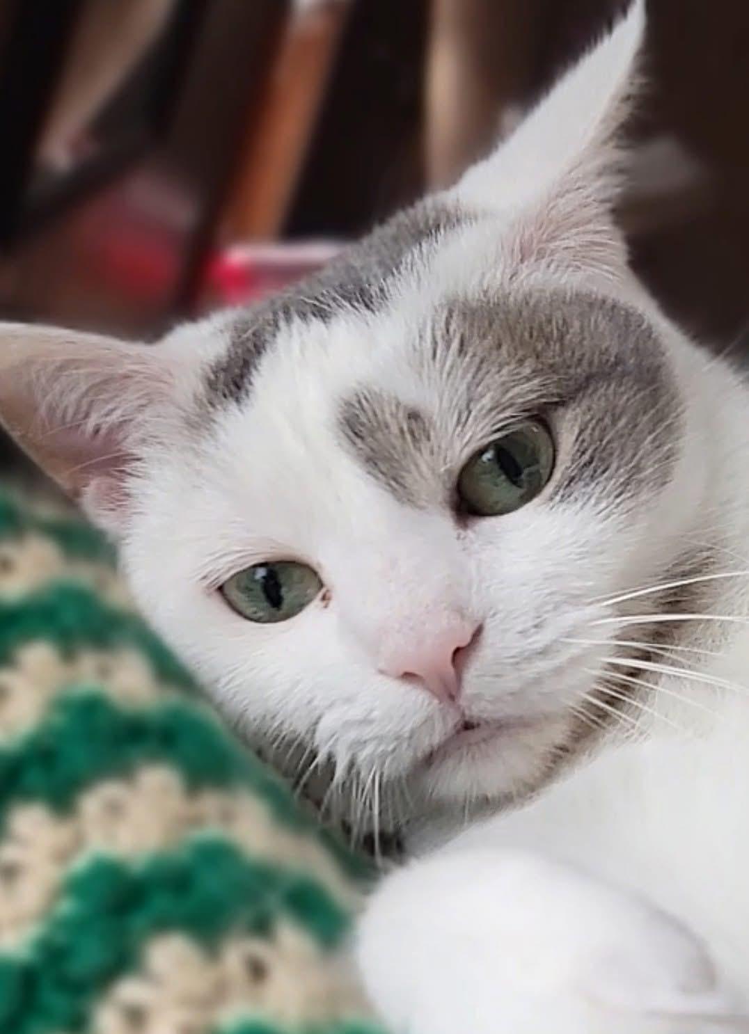 Cool Whip, Adoptable, Young Female Domestic Short Hair.