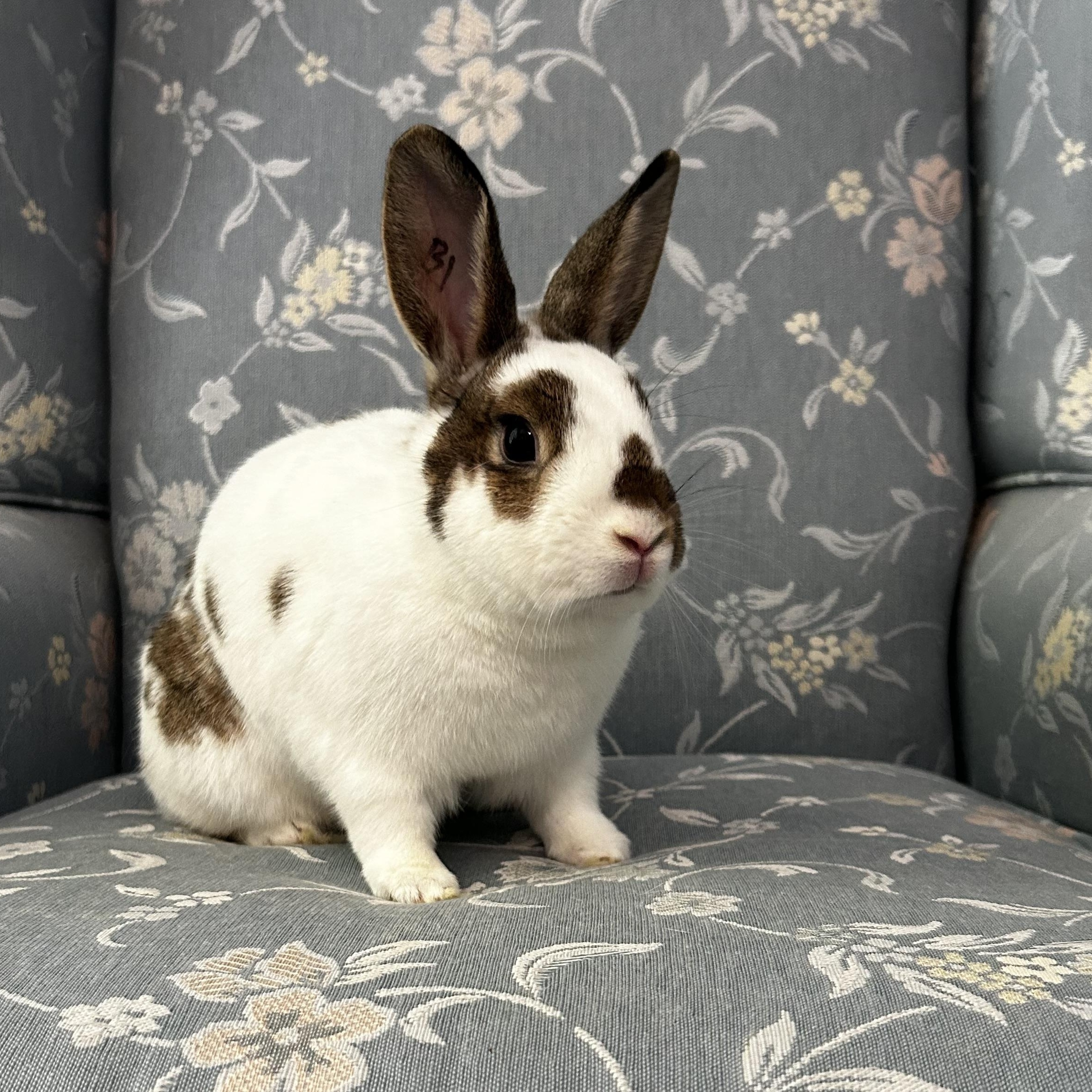 Lola Bunny, Adult Female unknown