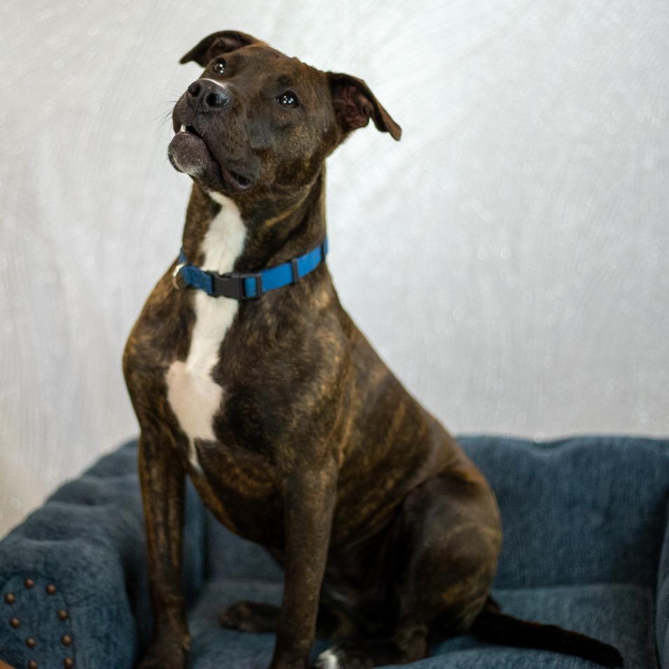 Mirabelle, Adoptable, Adult Female Pit Bull Terrier.