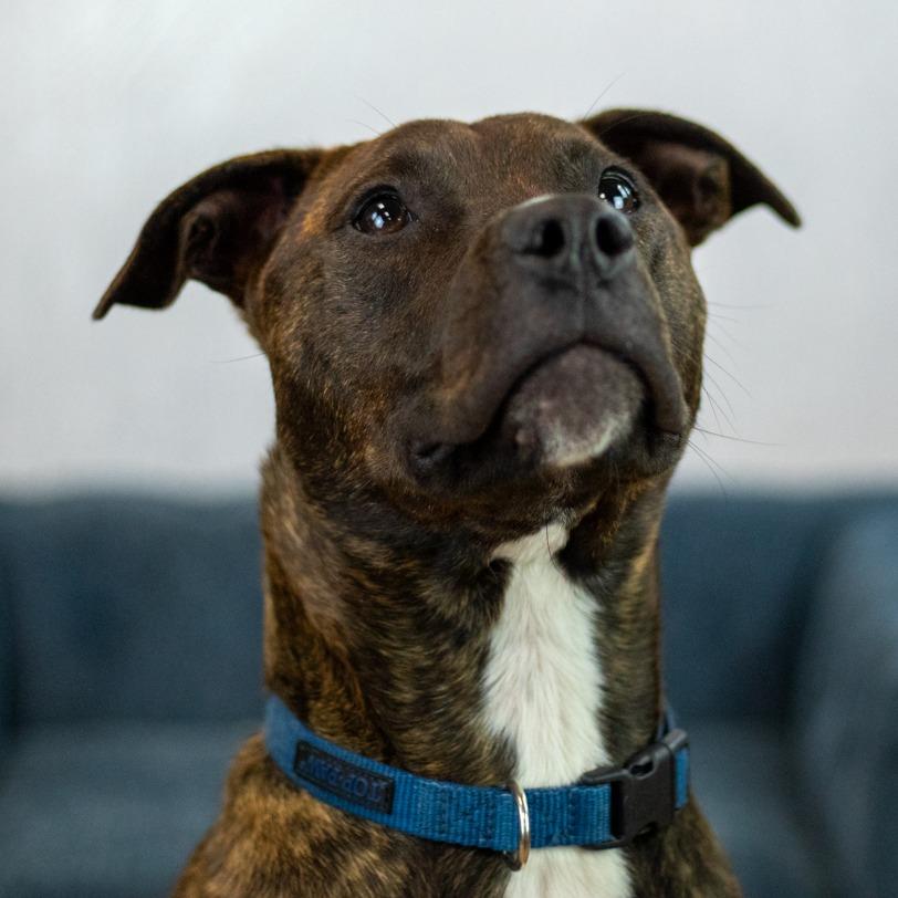 Mirabelle, a Adoptable Pit Bull Terrier in East Saint Louis, IL image 2/6