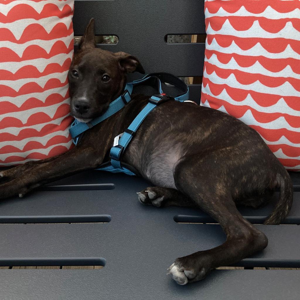 Mirabelle, a Adoptable Pit Bull Terrier in East Saint Louis, IL image 3/6