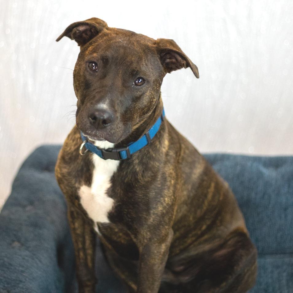 Enlarge Mirabelle, a Adoptable Pit Bull Terrier in East Saint Louis, IL image 1/6
