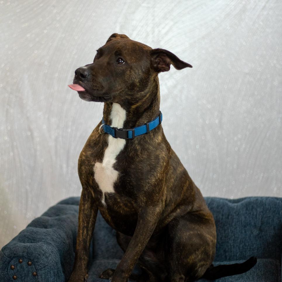 Mirabelle, a Adoptable Pit Bull Terrier in East Saint Louis, IL image 4/6