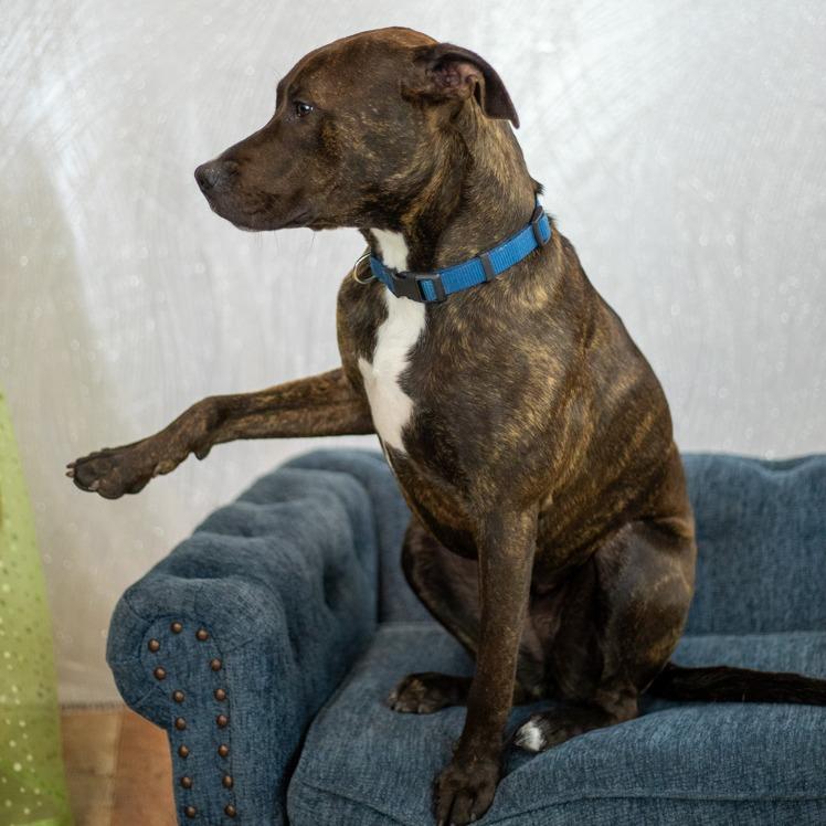 Mirabelle, a Adoptable Pit Bull Terrier in East Saint Louis, IL image 5/6