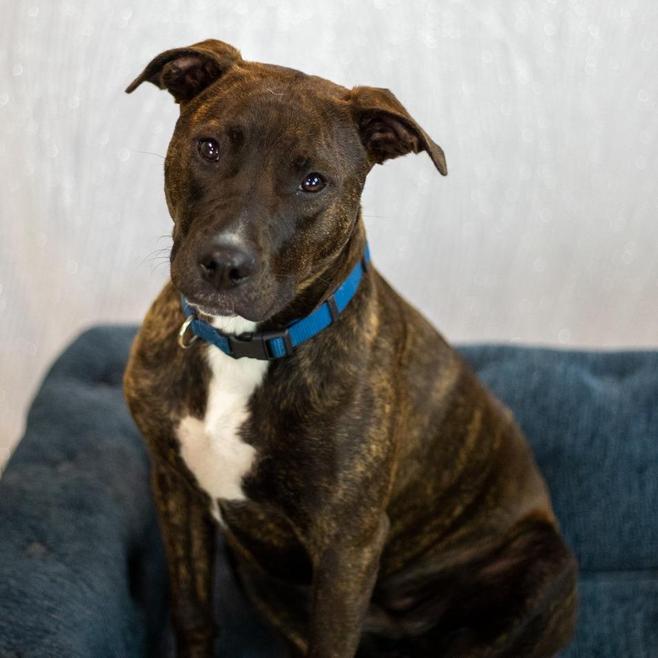 Enlarge Mirabelle, a Adoptable Pit Bull Terrier in East Saint Louis, IL image 5/6
