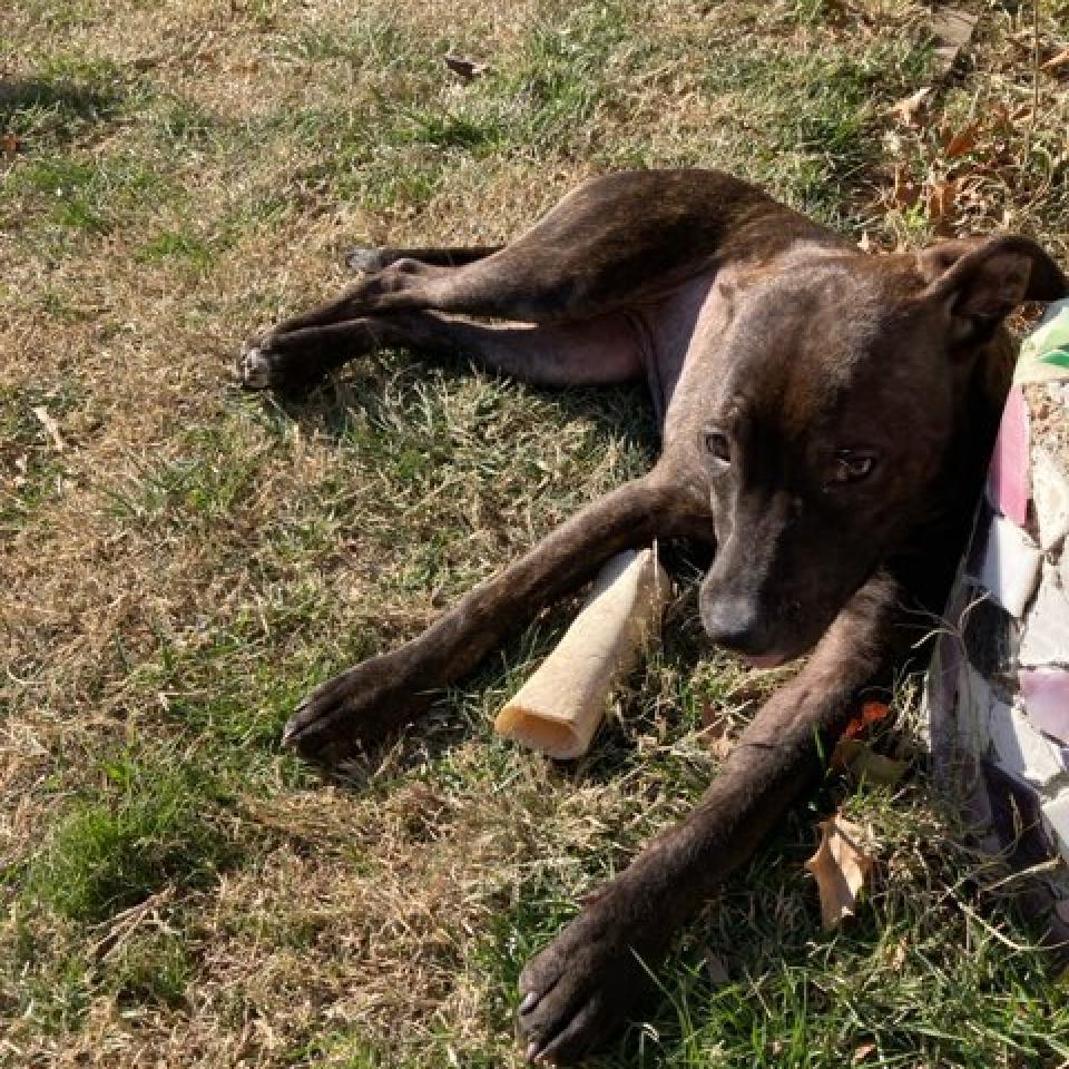 Mirabelle, a Adoptable Pit Bull Terrier in East Saint Louis, IL image 6/6