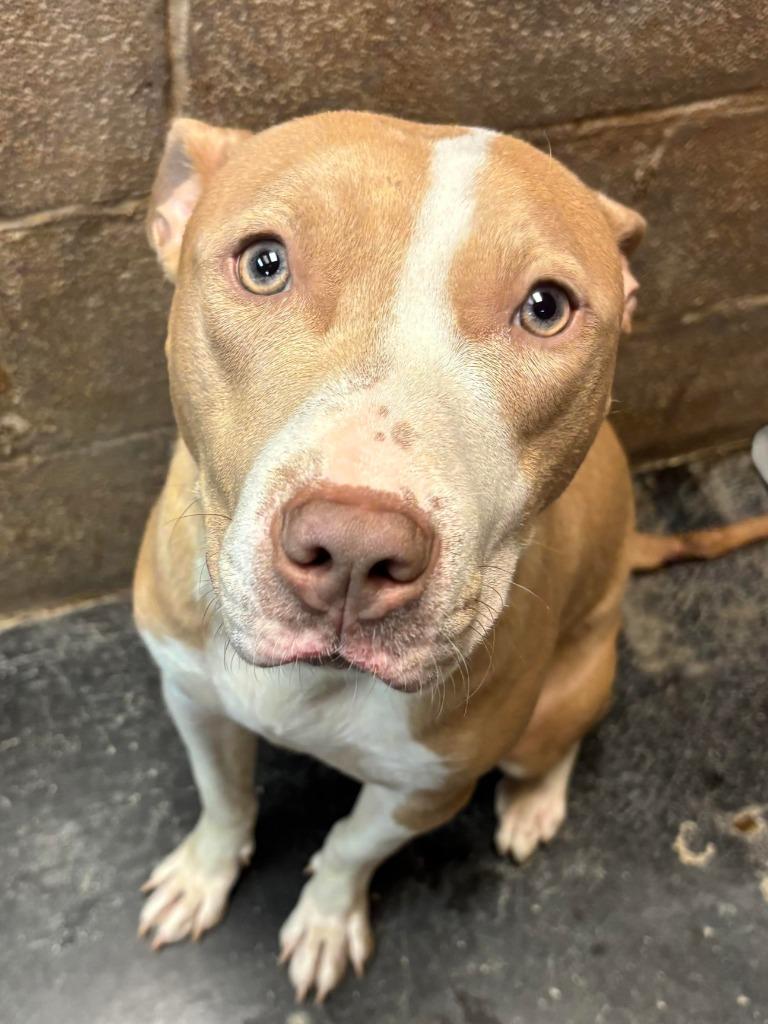 Enlarge Riley, a Adoptable mixed breed in Midland, TX image 1/6