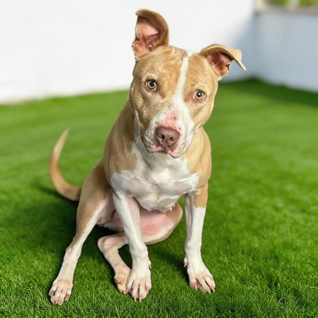 Enlarge Riley, a Adoptable mixed breed in Midland, TX image 3/6