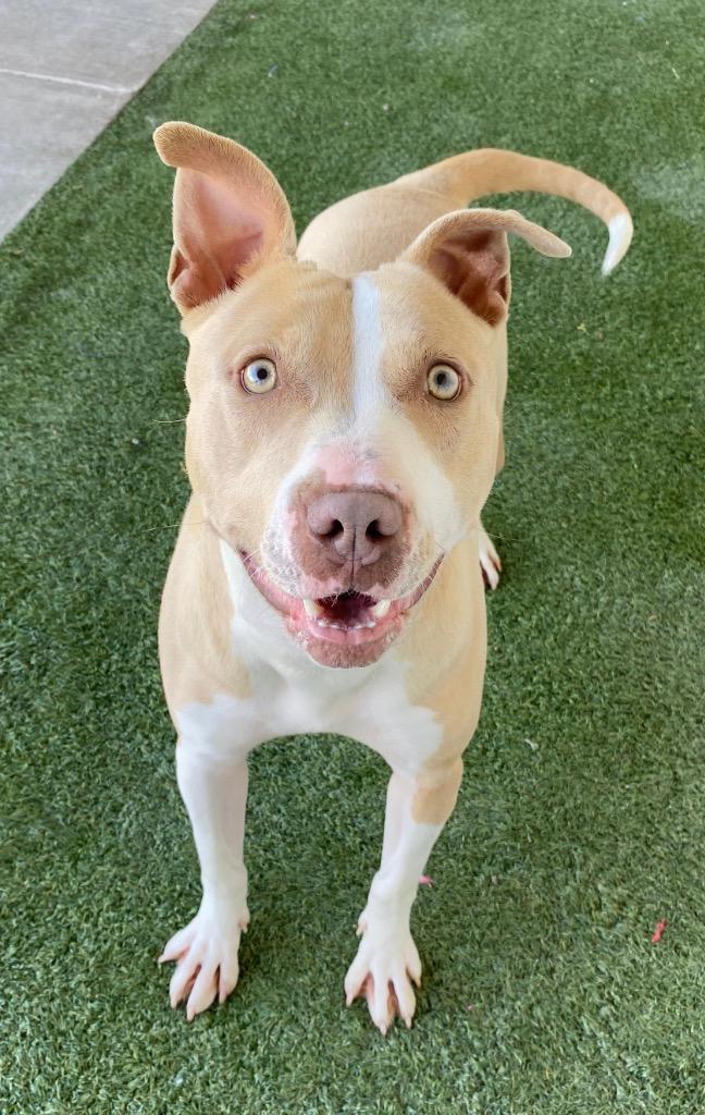 Enlarge Riley, a Adoptable mixed breed in Midland, TX image 4/6