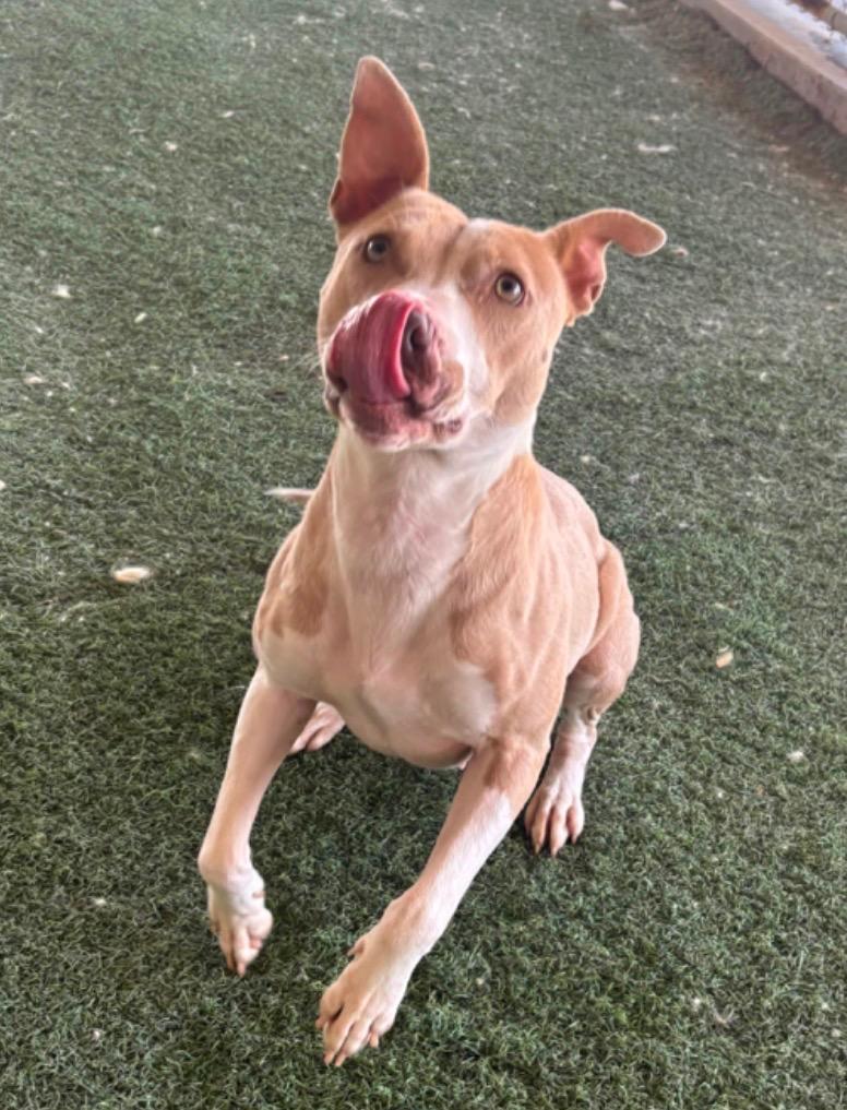 Enlarge Riley, a Adoptable mixed breed in Midland, TX image 5/6