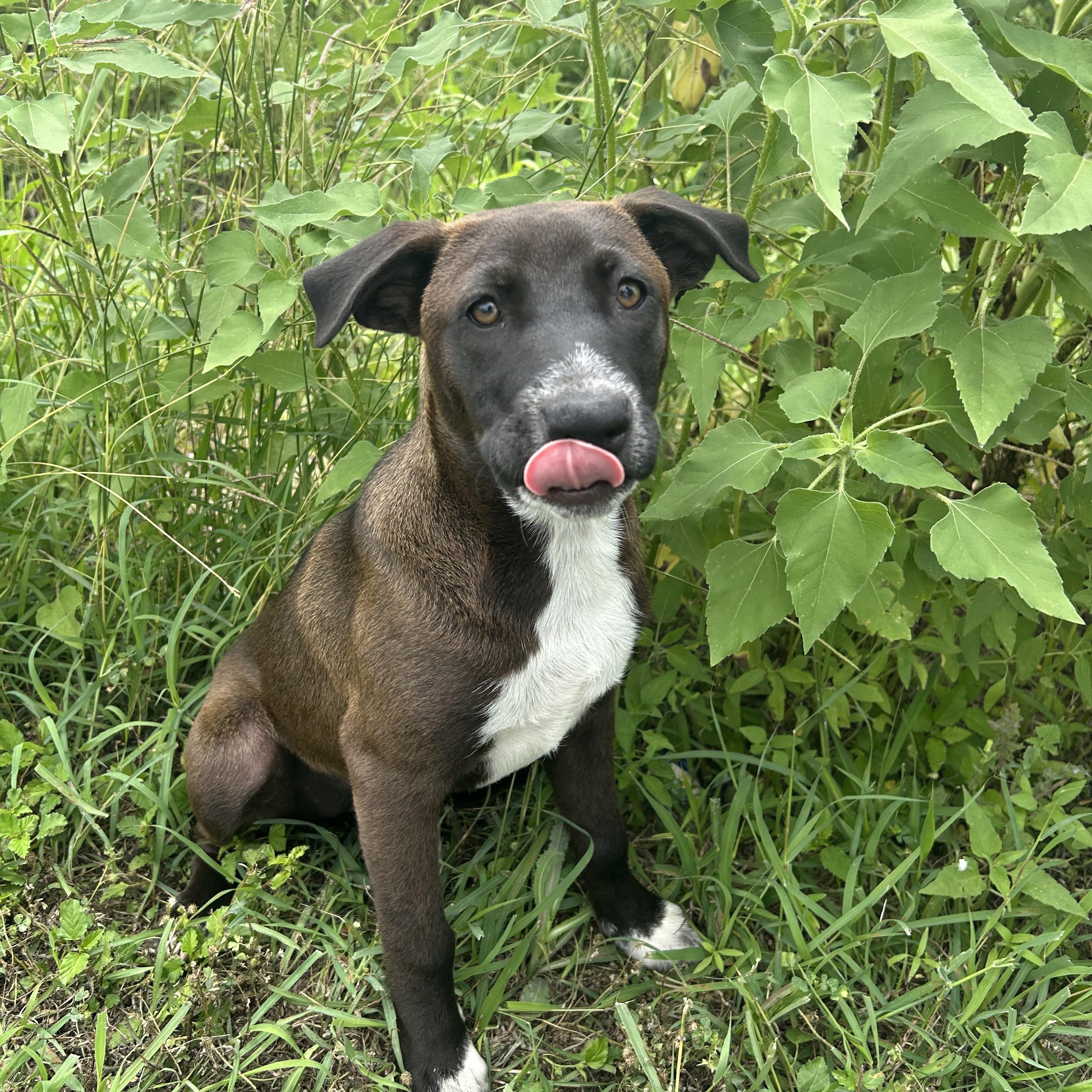 Evelyn, an adoptable Mountain Cur in Eau Claire, WI, 54703 | Photo Image 3