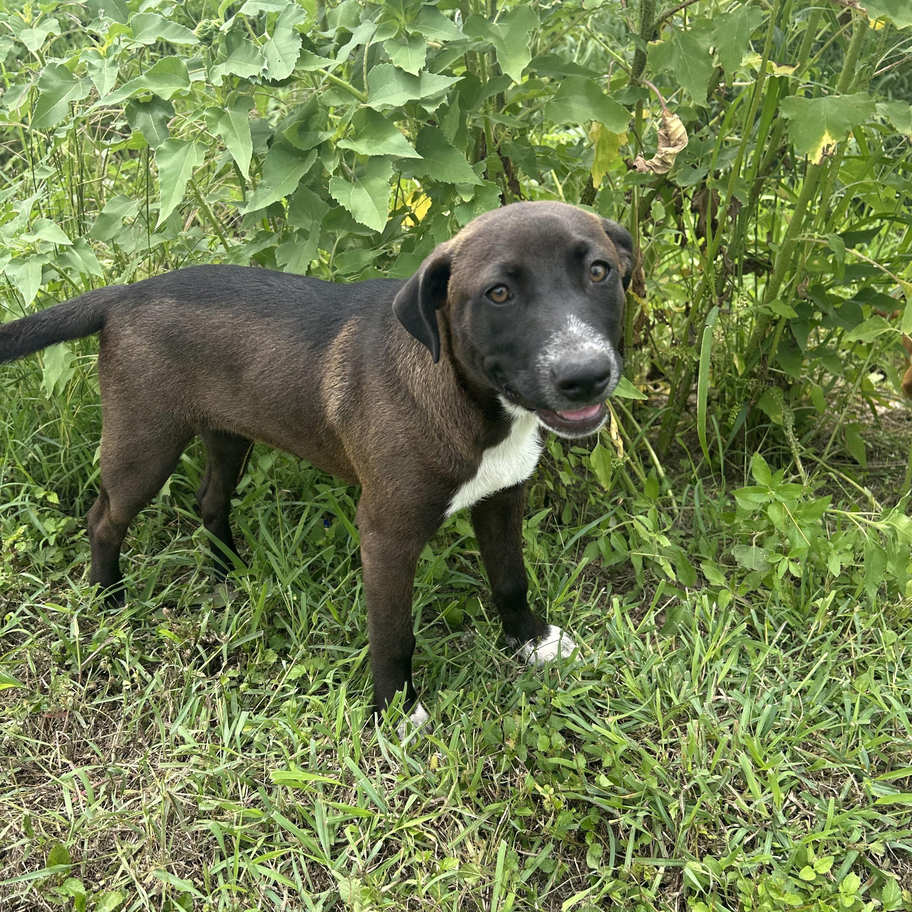 Evelyn, an adoptable Mountain Cur in Eau Claire, WI, 54703 | Photo Image 2