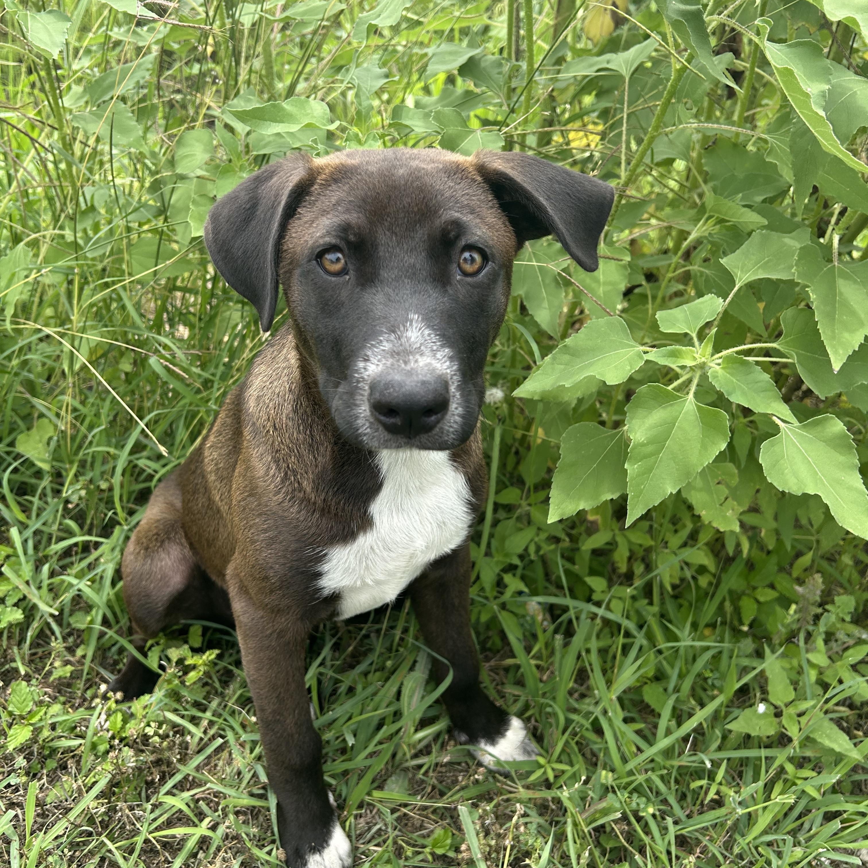 Evelyn, an adoptable Mountain Cur in Eau Claire, WI, 54703 | Photo Image 1