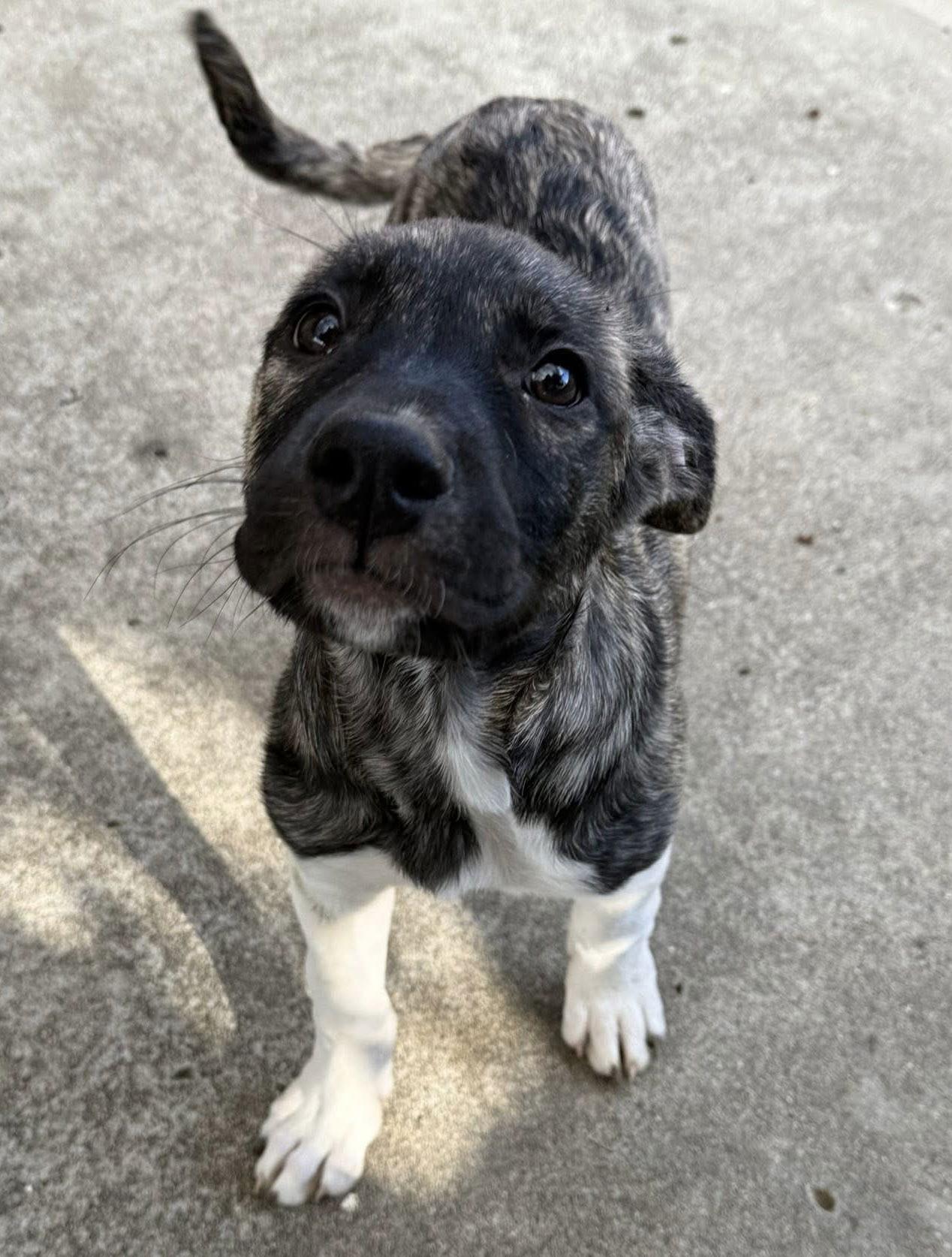 Enlarge Sundae's Sprinkles-  Sprinkles, a Adoptable American Staffordshire Terrier in San Diego, CA image 2/3
