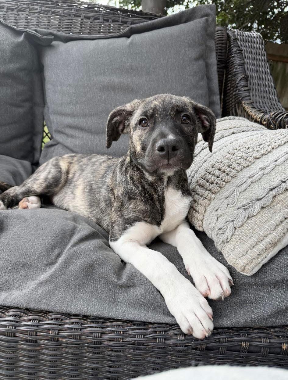Enlarge Sundae's Sprinkles-  Sprinkles, a Adoptable American Staffordshire Terrier in San Diego, CA image 3/3