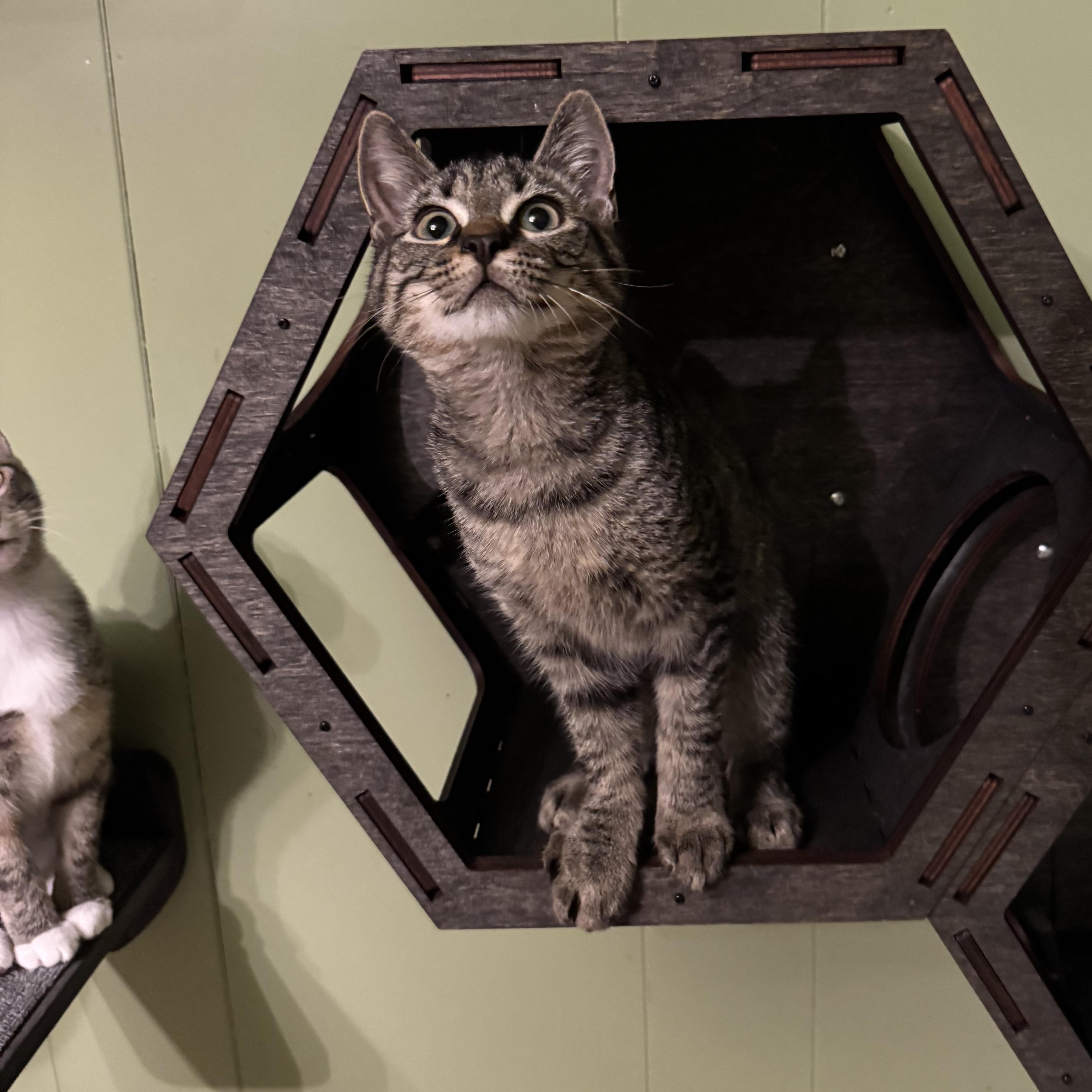 Enlarge Grady, a Adoptable Tabby in Mount Holly, NC image 2/5