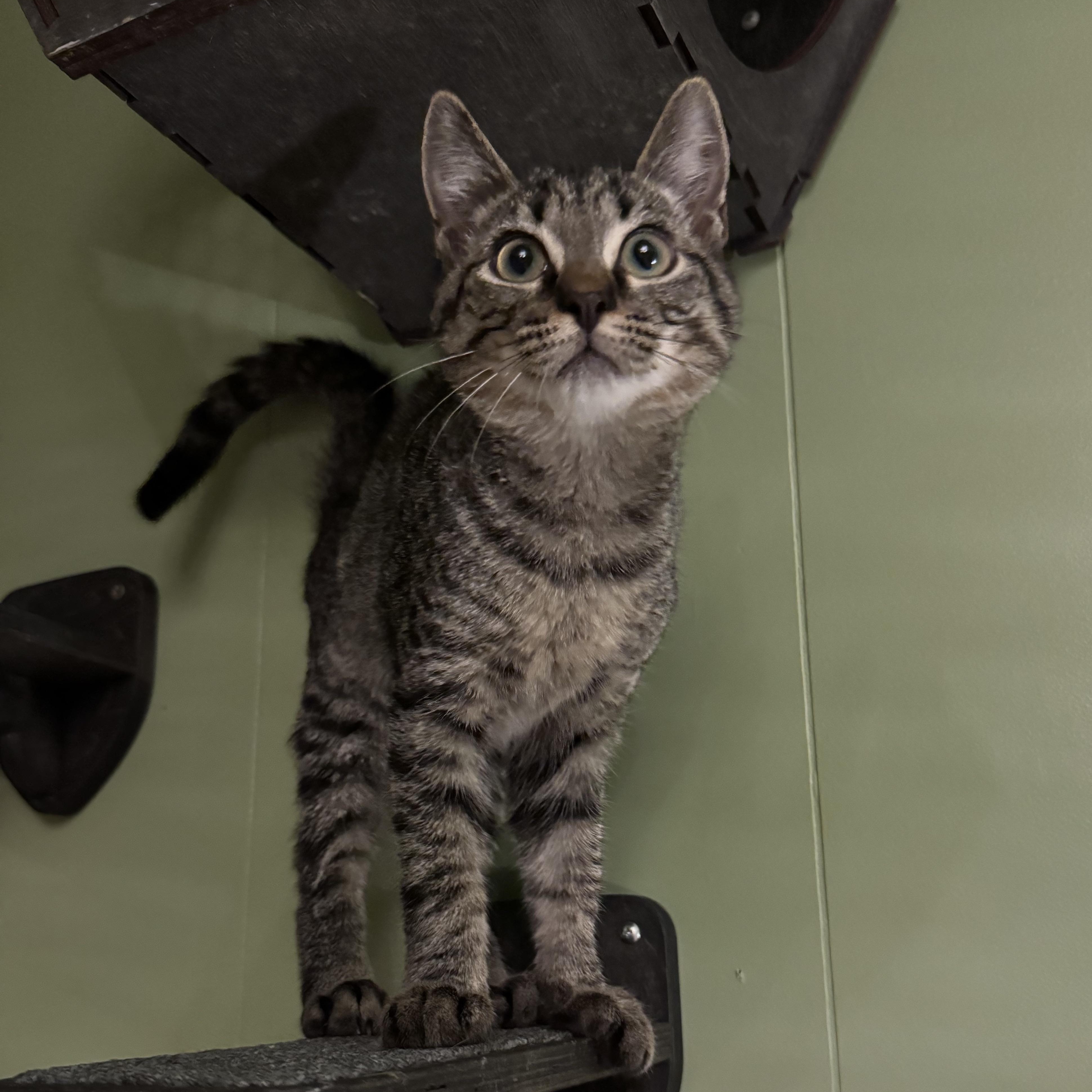 Enlarge Grady, a Adoptable Tabby in Mount Holly, NC image 5/5