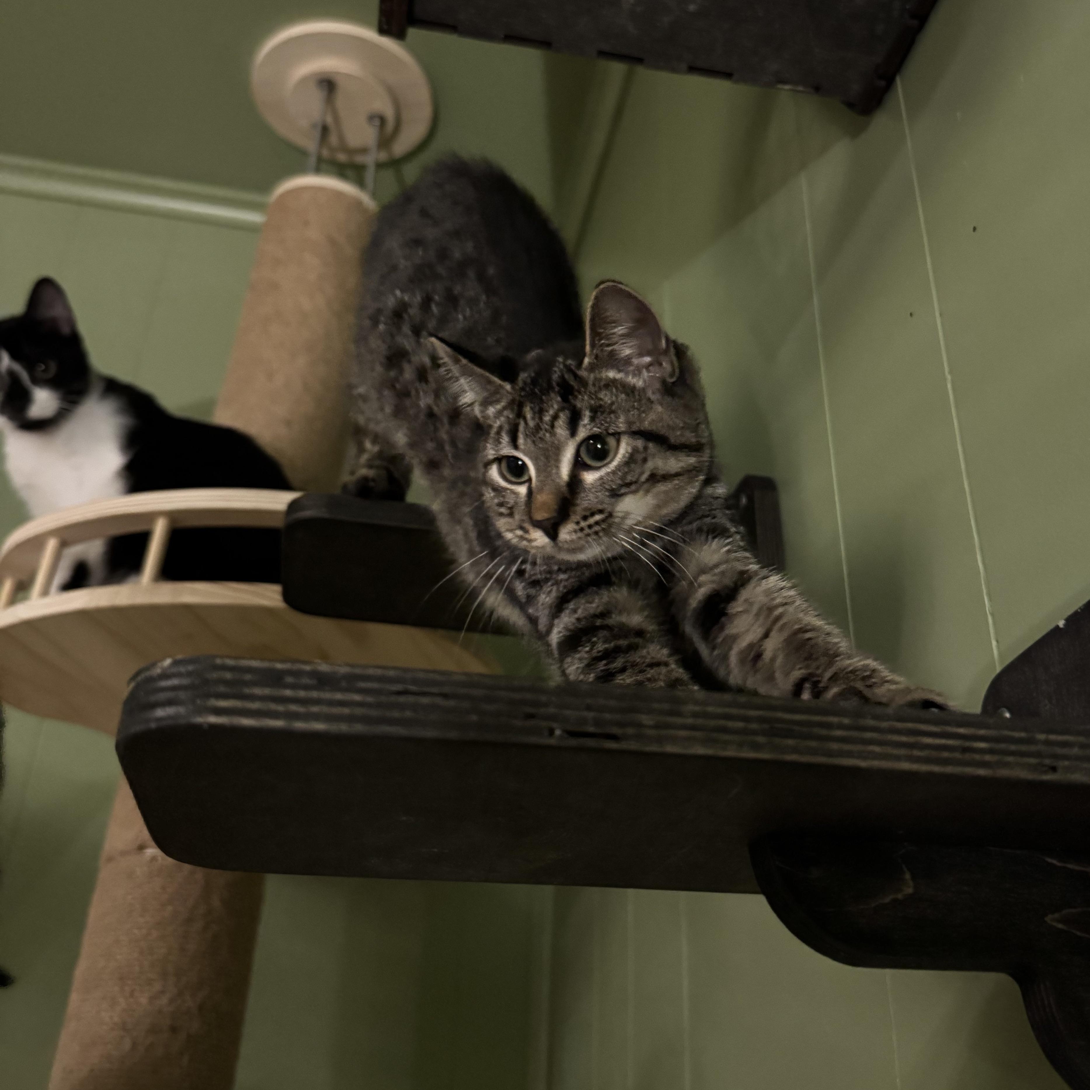 Enlarge Grady, a Adoptable Tabby in Mount Holly, NC image 3/5